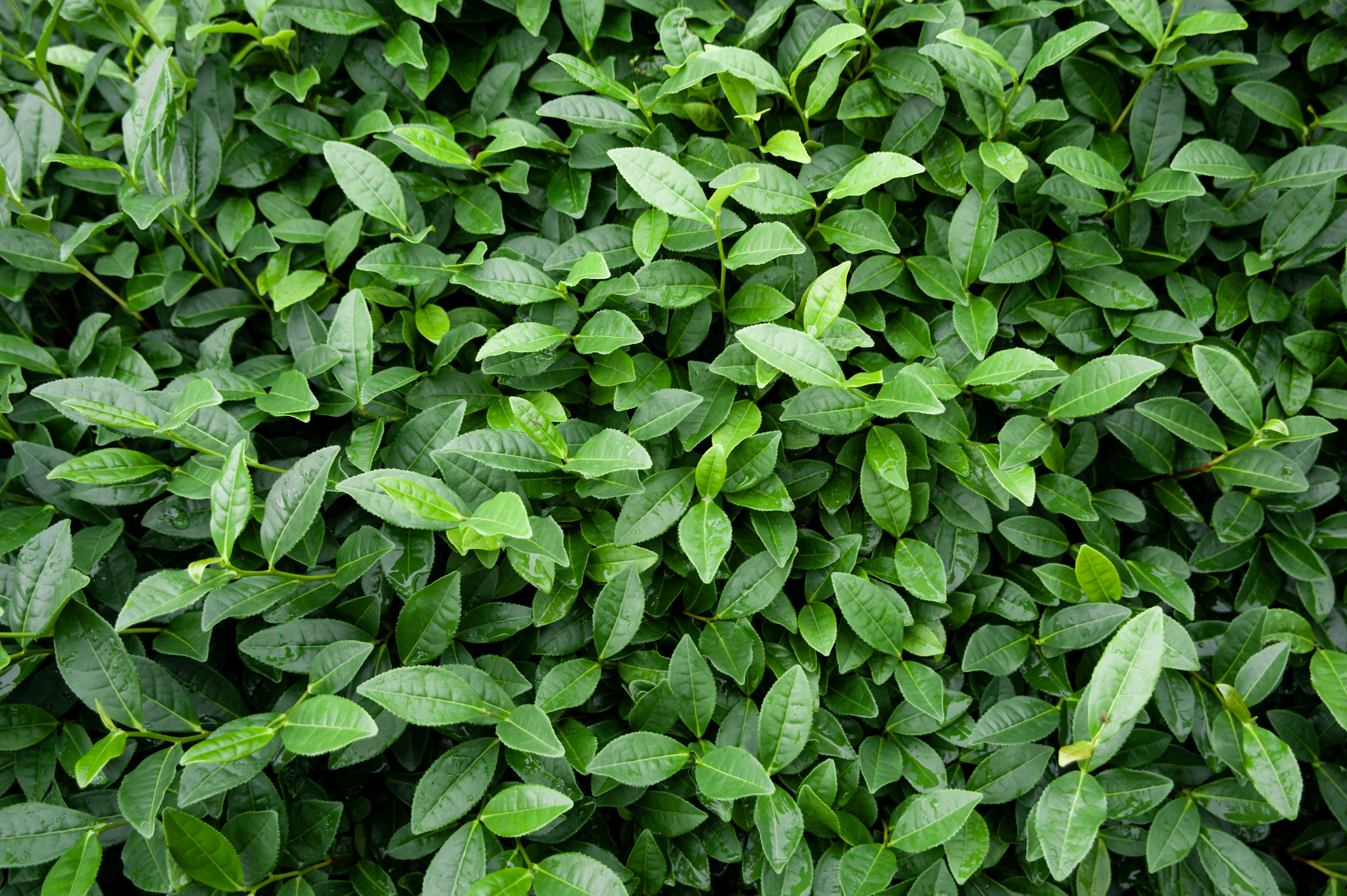 Vibrant green tea leaves pattern - Free Photo on Unsplash
