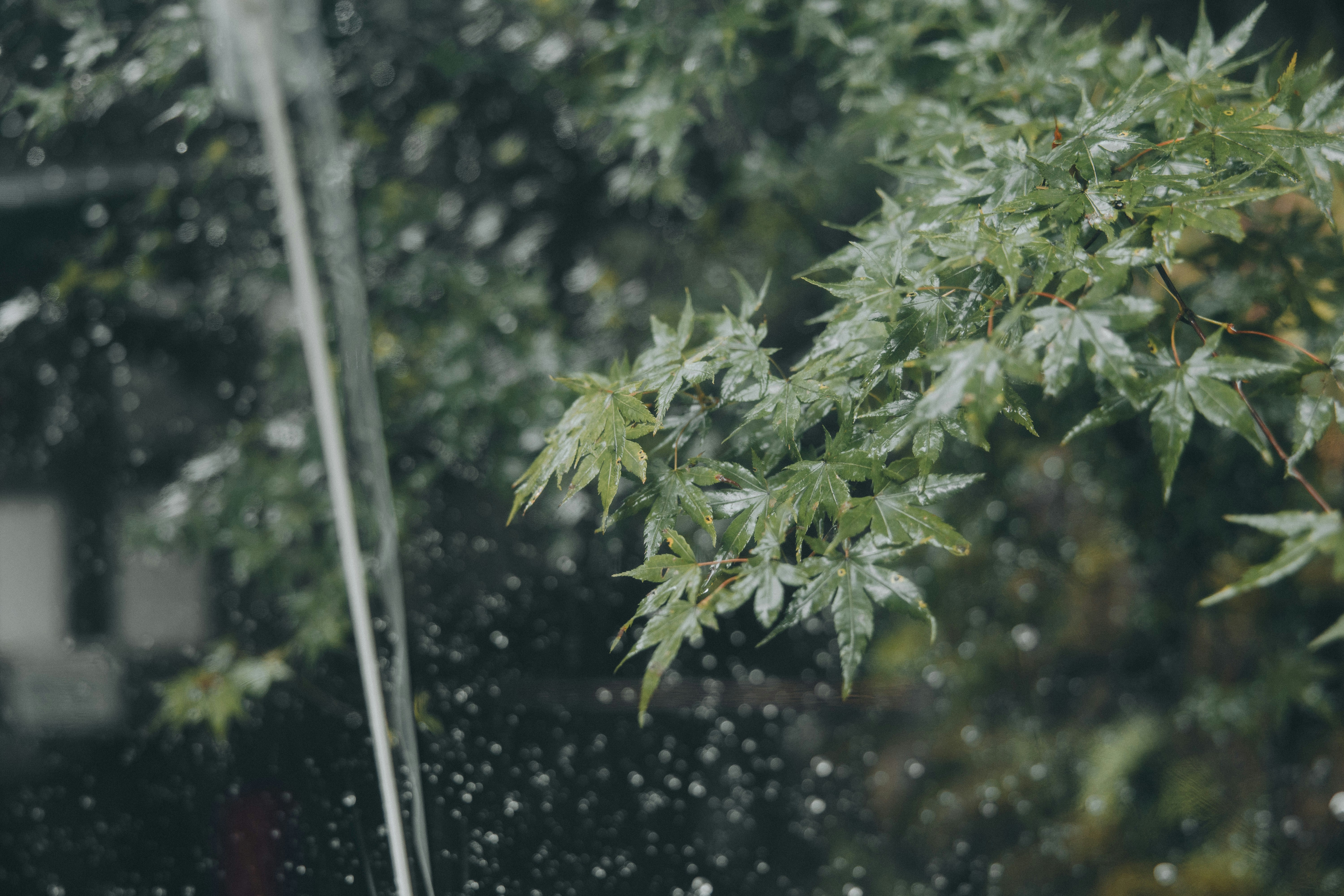 Wet green maple leaves in rain - Free Photo on Unsplash
