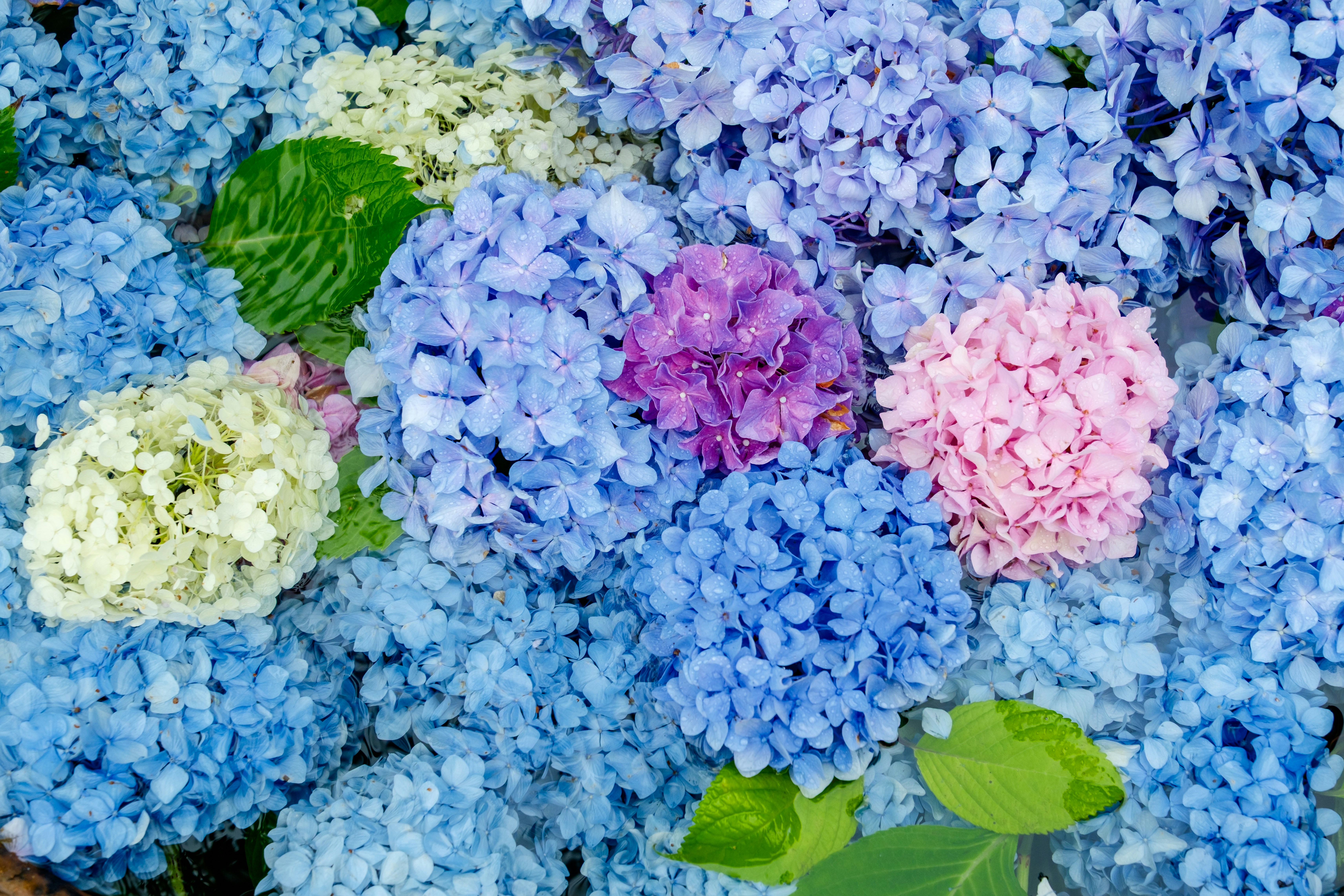 Hydrangea flowers in blue and pink - Free Photo on Unsplash