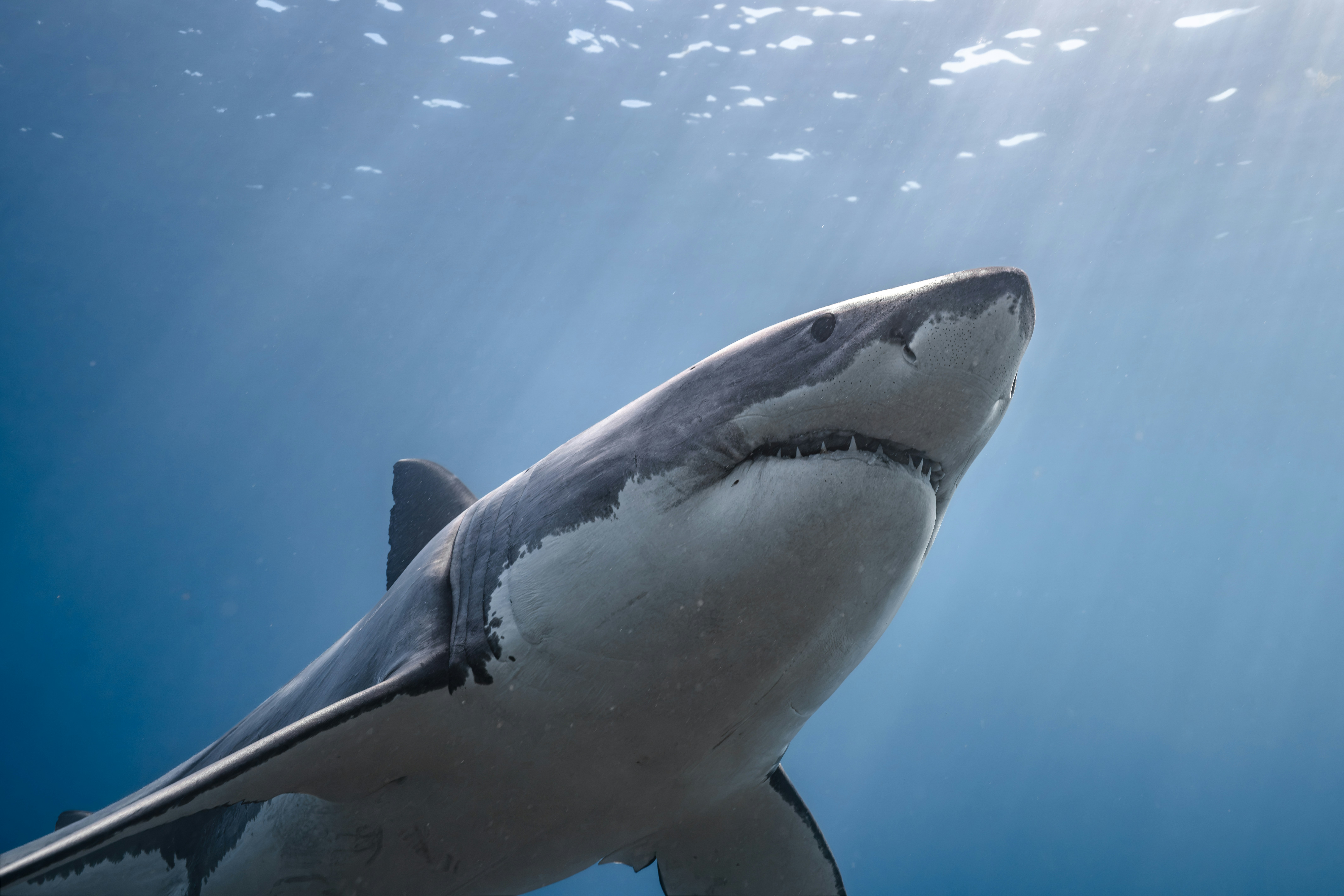 Great white shark in blue water - Free Photo on Unsplash
