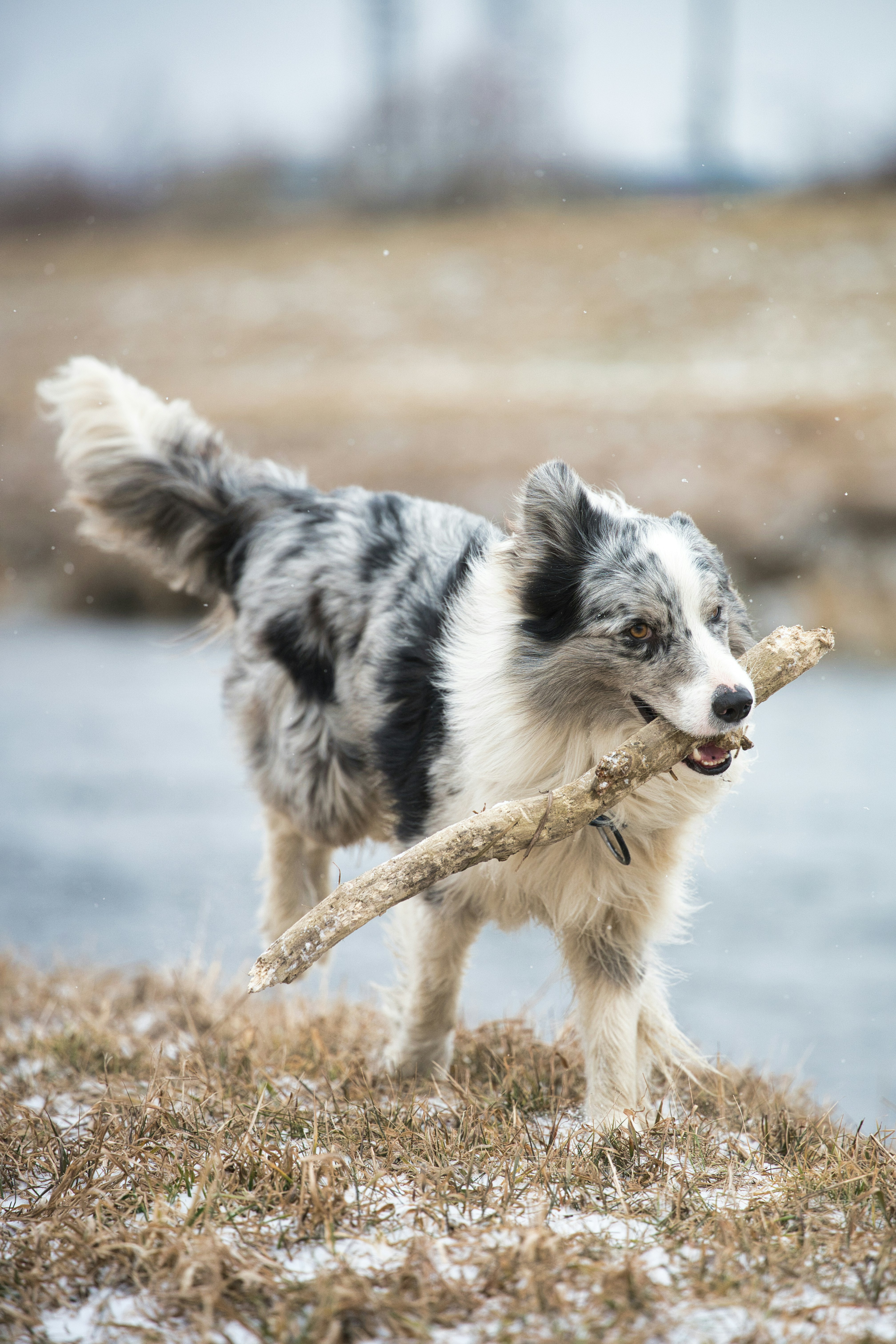 Border collie carrying stick in snow - Free Photo on Unsplash