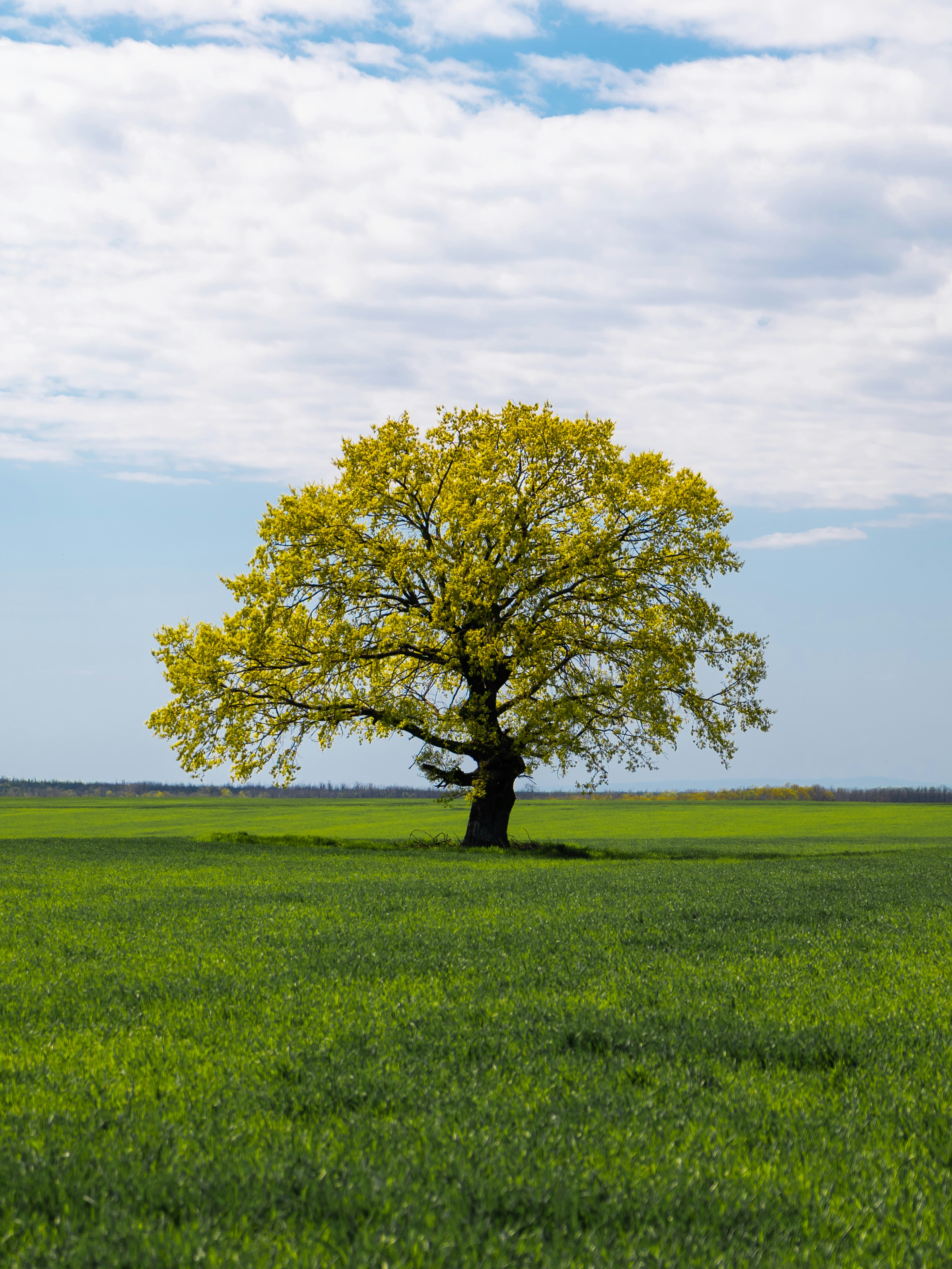 Lone oak tree in green field - Free Photo on Unsplash