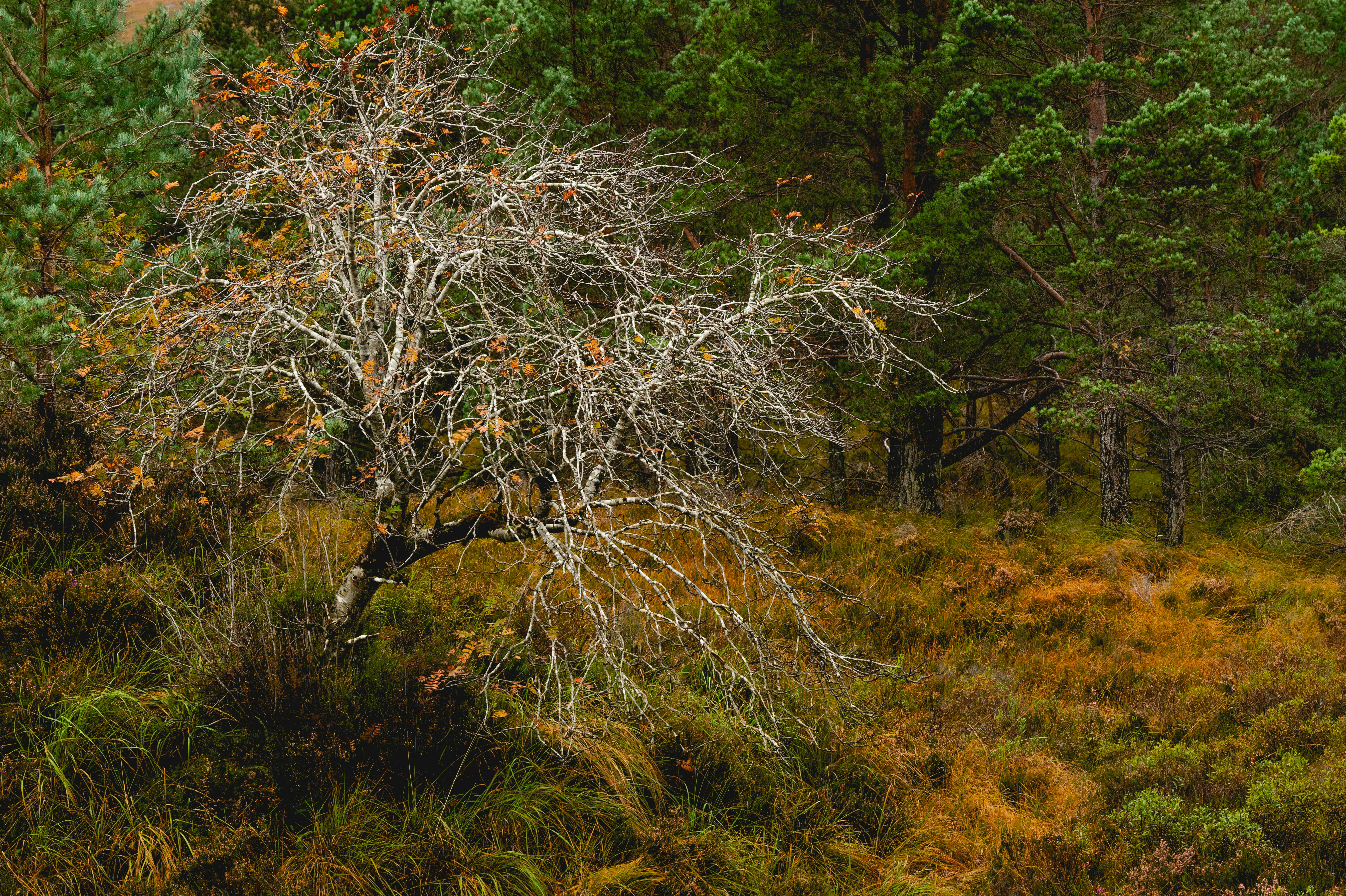 Bare tree in autumn forest - Free Photo on Unsplash