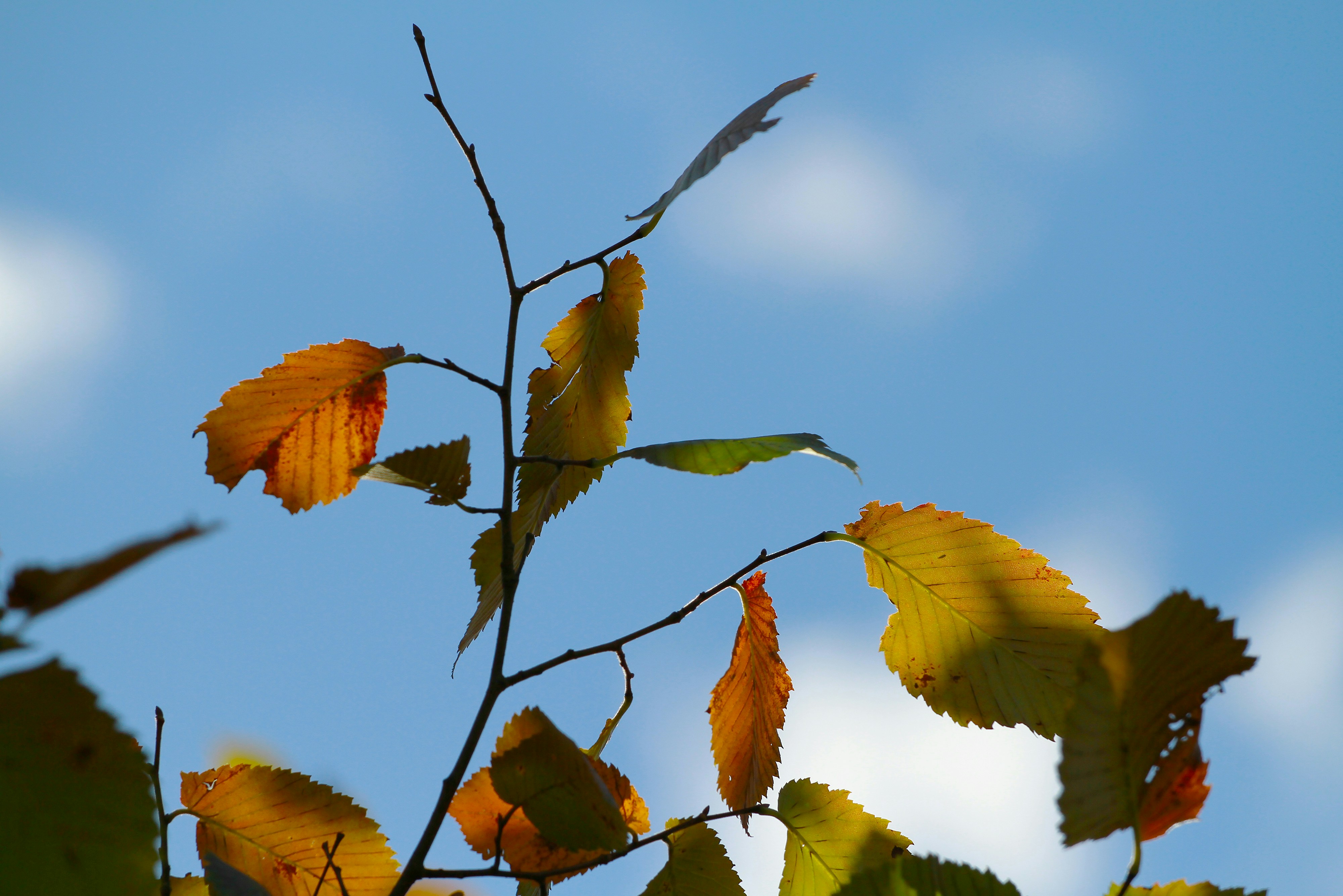 Golden autumn leaves on branches - Free Photo on Unsplash