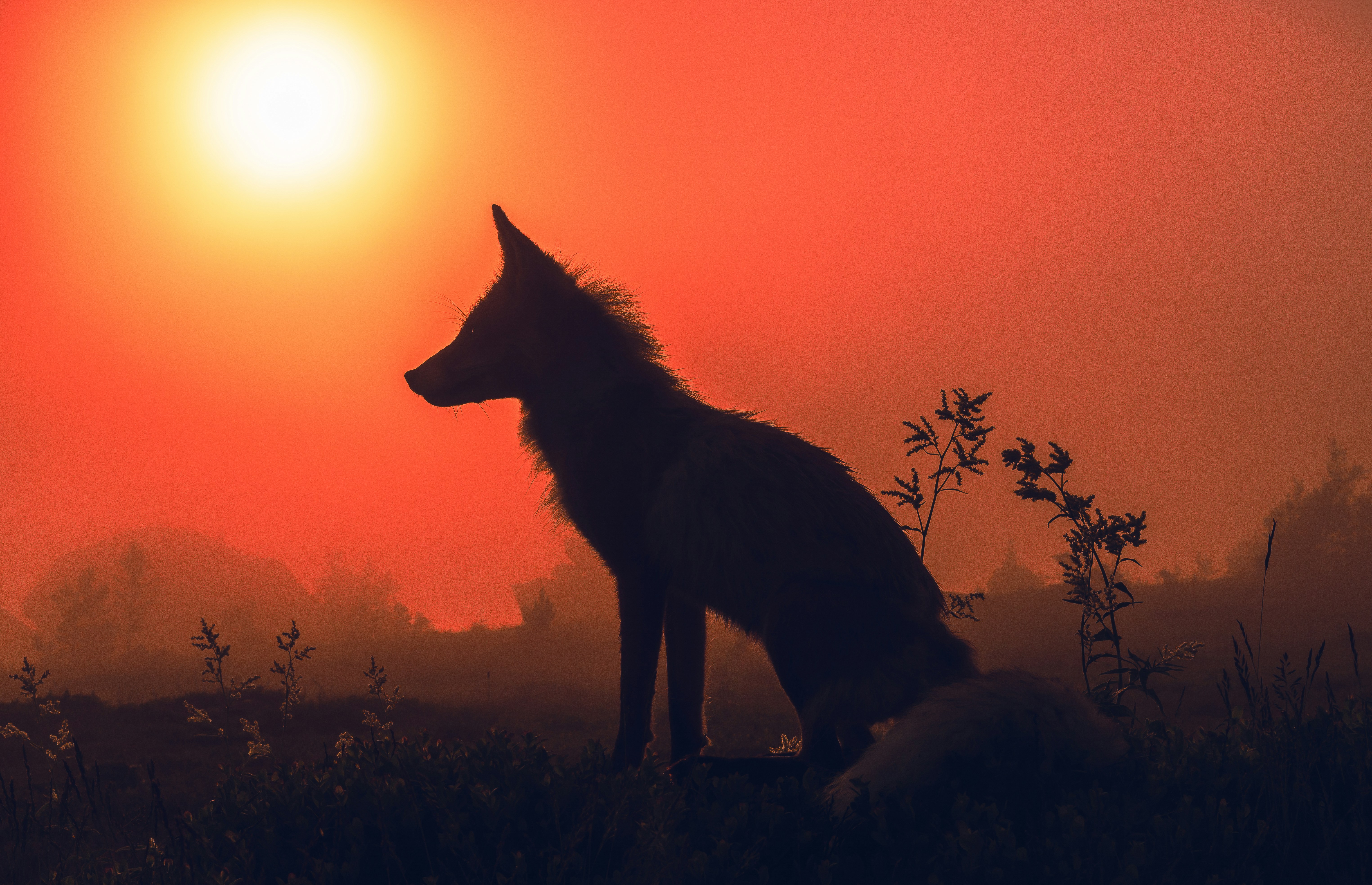 A fox in silhouette against a warm orange sky with low sun and misty field