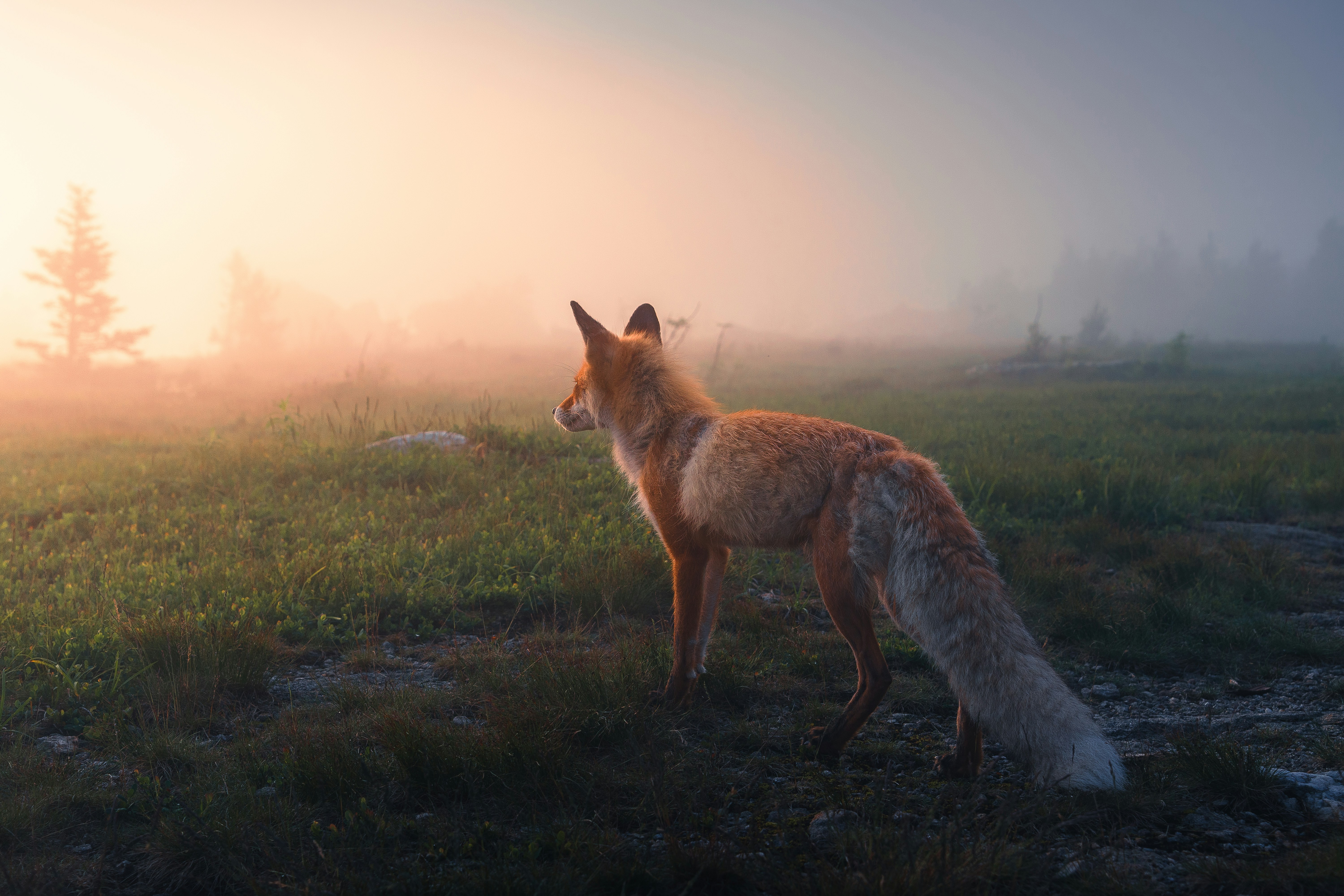 A red fox standing in a grassy field during a misty golden hour
