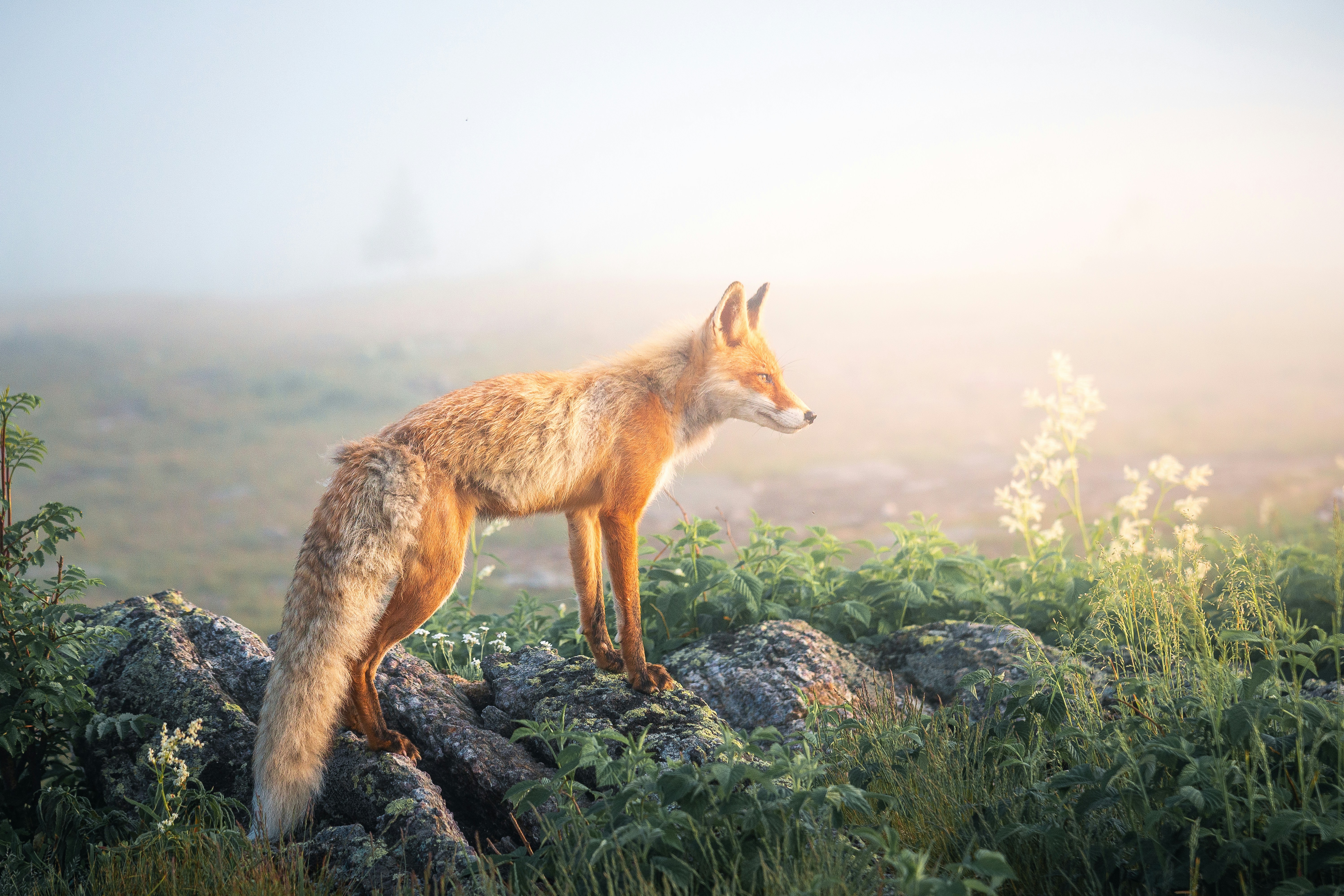 Red fox on mossy rock - Free Photo on Unsplash