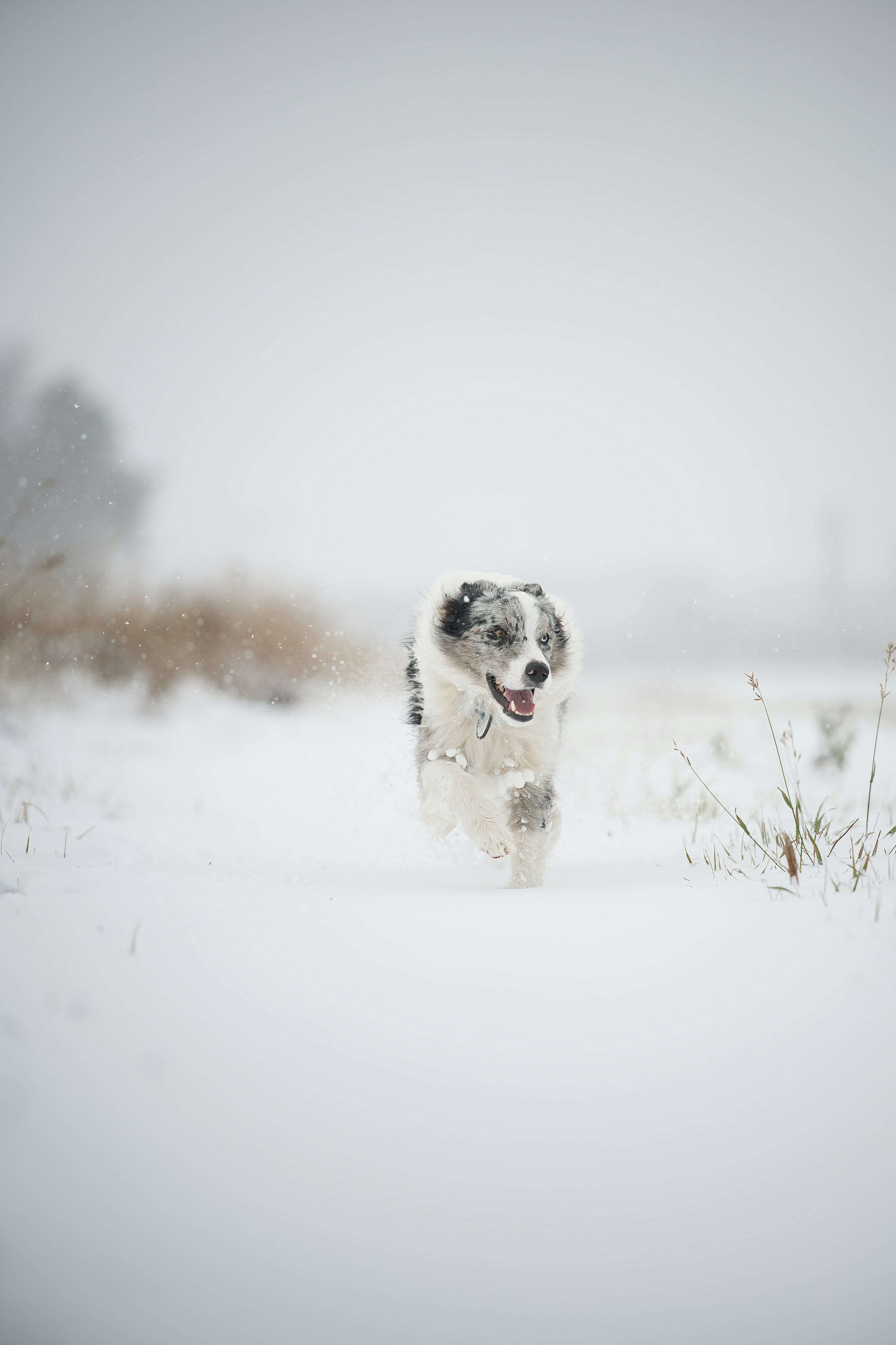 A merle Australian Shepherd running through deep snow in a winter field