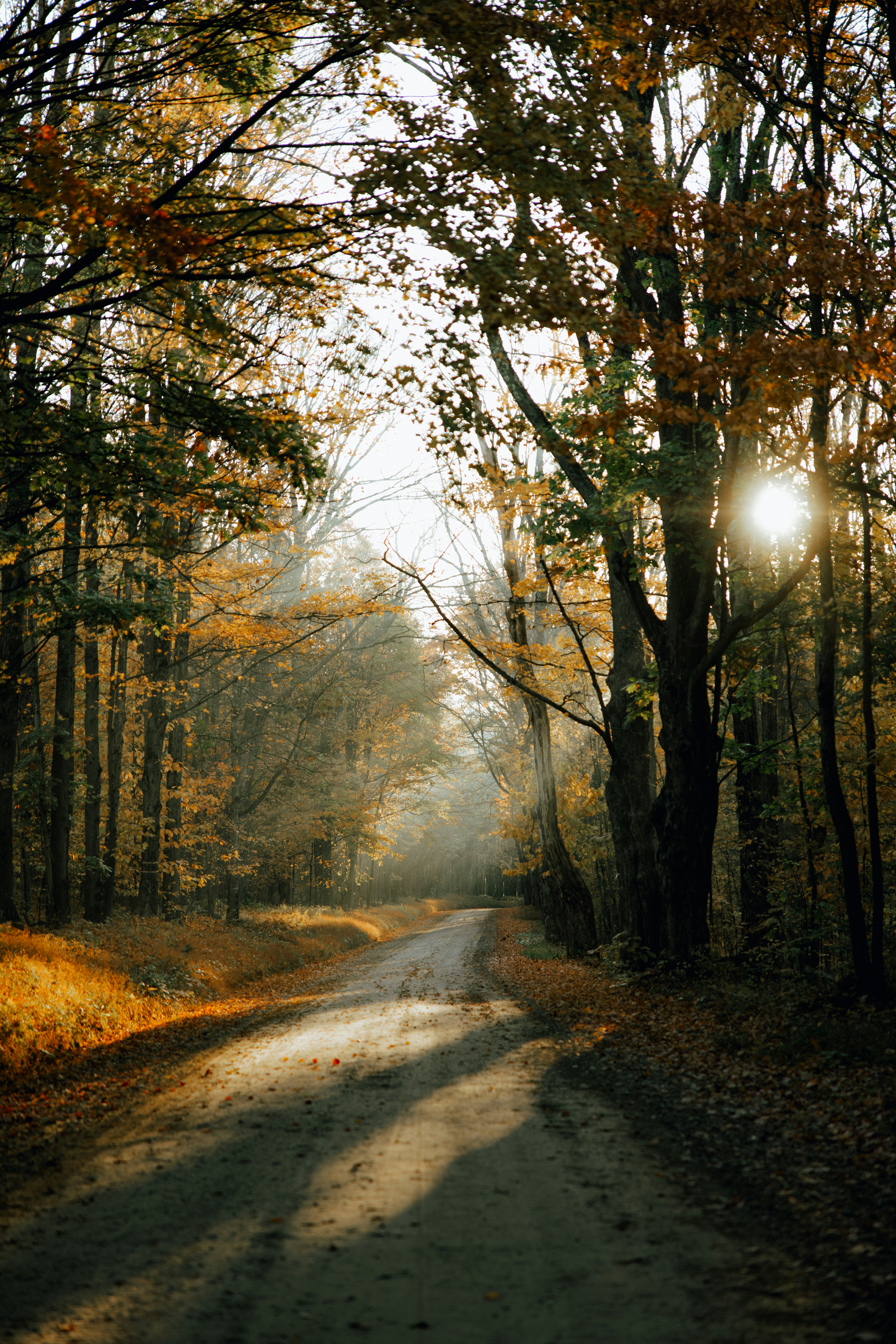 A dirt road winding through an autumnal forest with golden light filtering through the trees