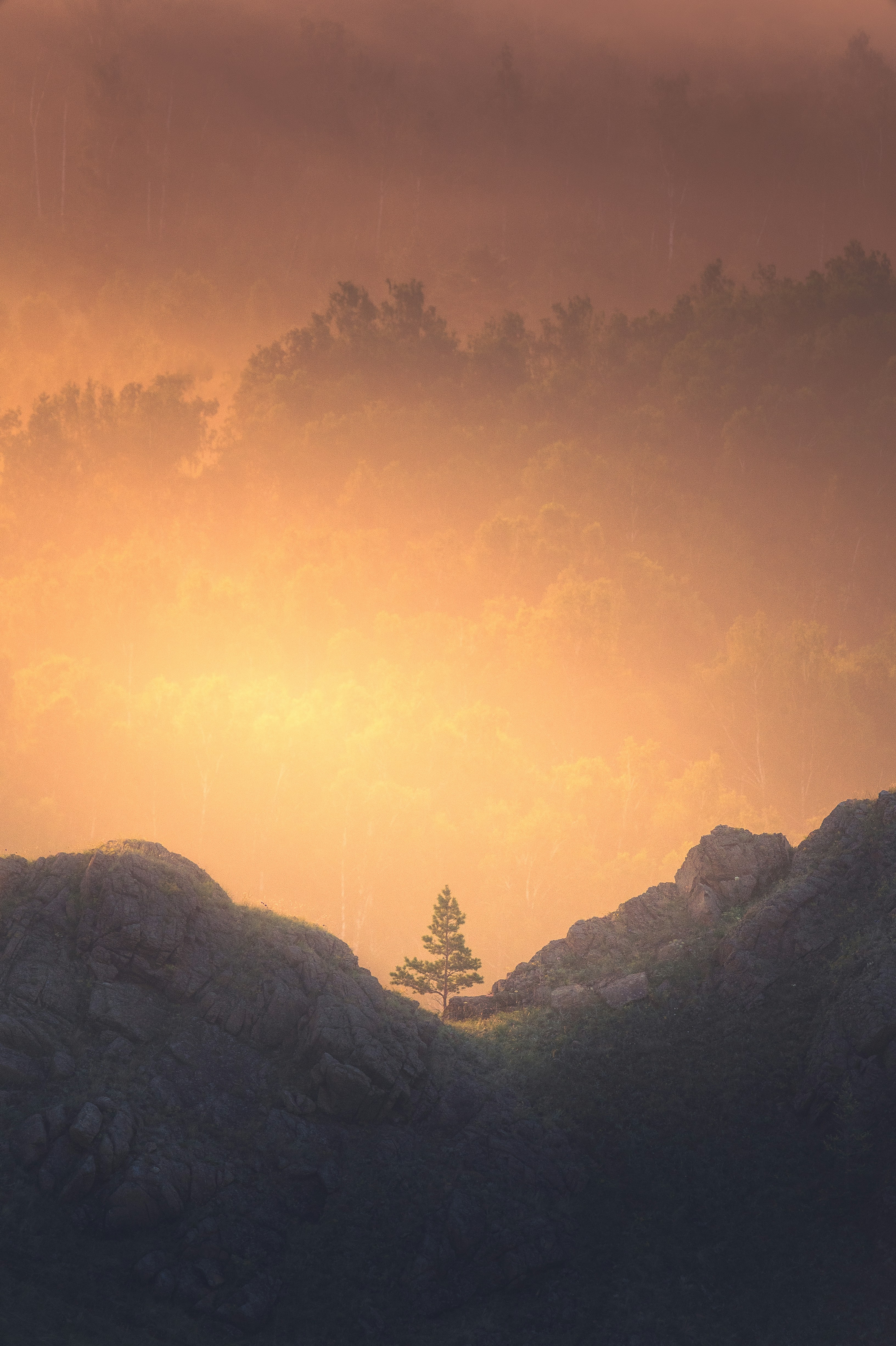 A lone tree between rocky outcrops against a glowing warm orange misty forest