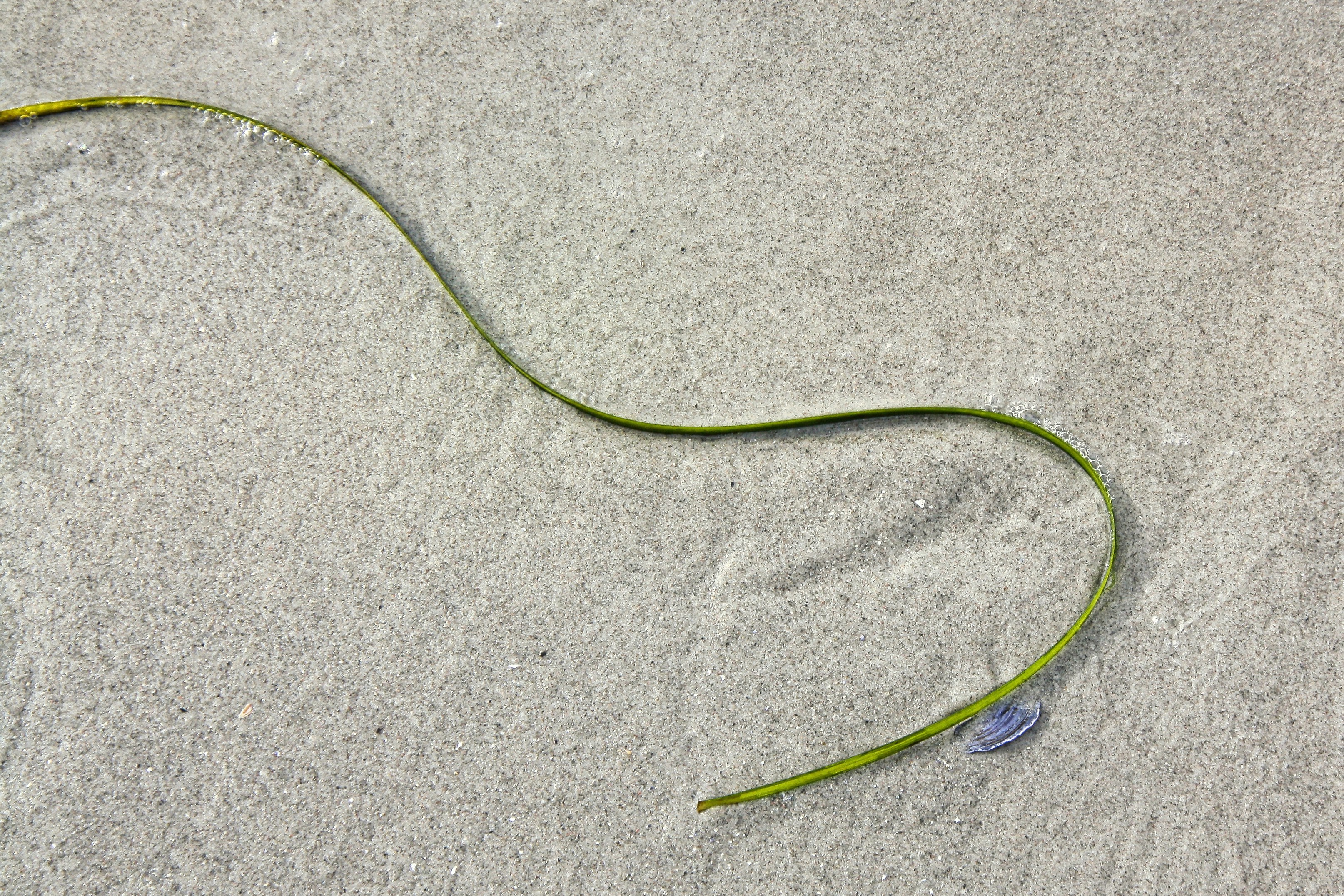 Green seagrass on wet sand - Free Photo on Unsplash