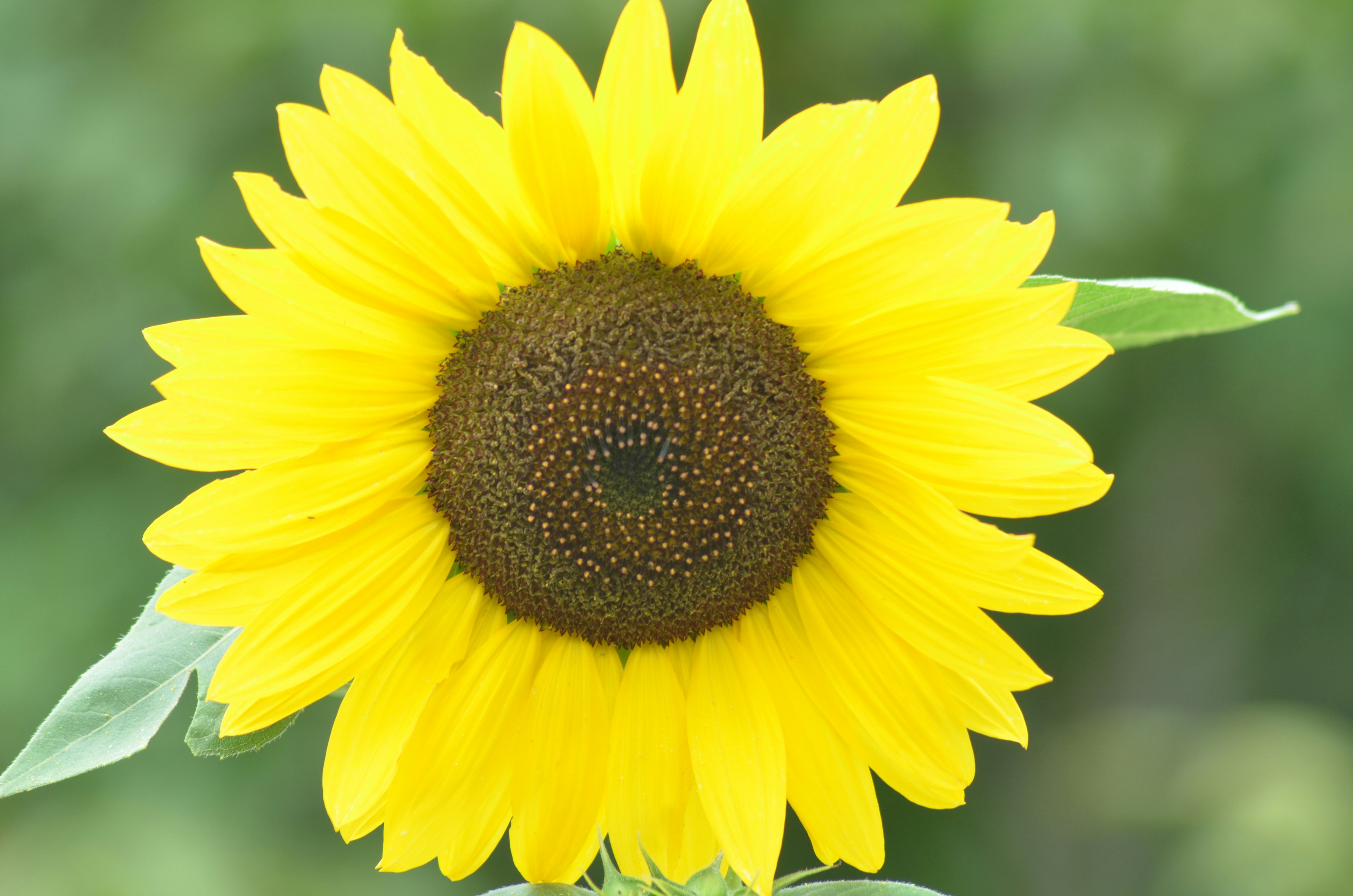 Bright yellow sunflower with green background - Free Photo on Unsplash
