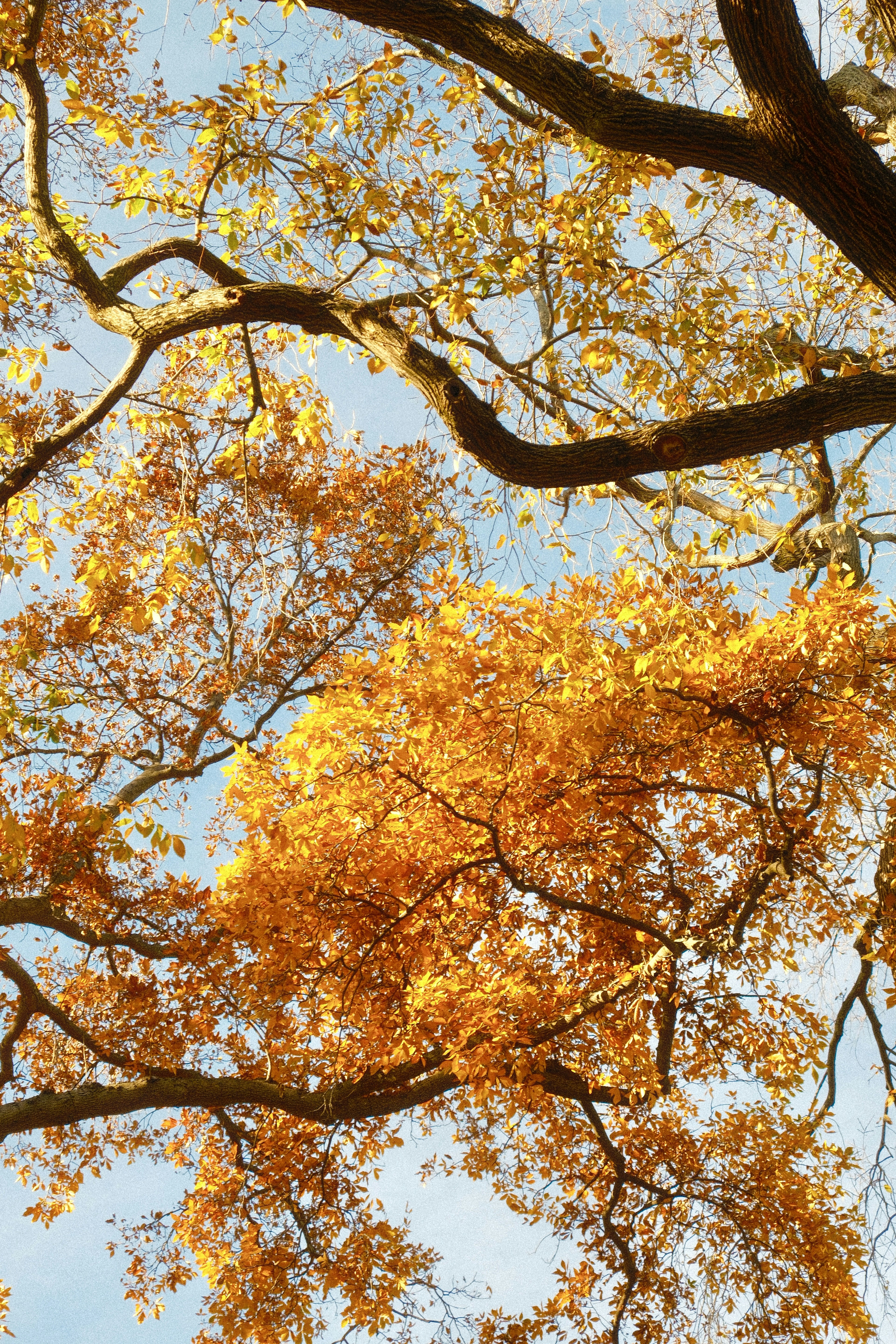 Golden autumn leaves on tree branches against a clear blue sky - 相关推荐