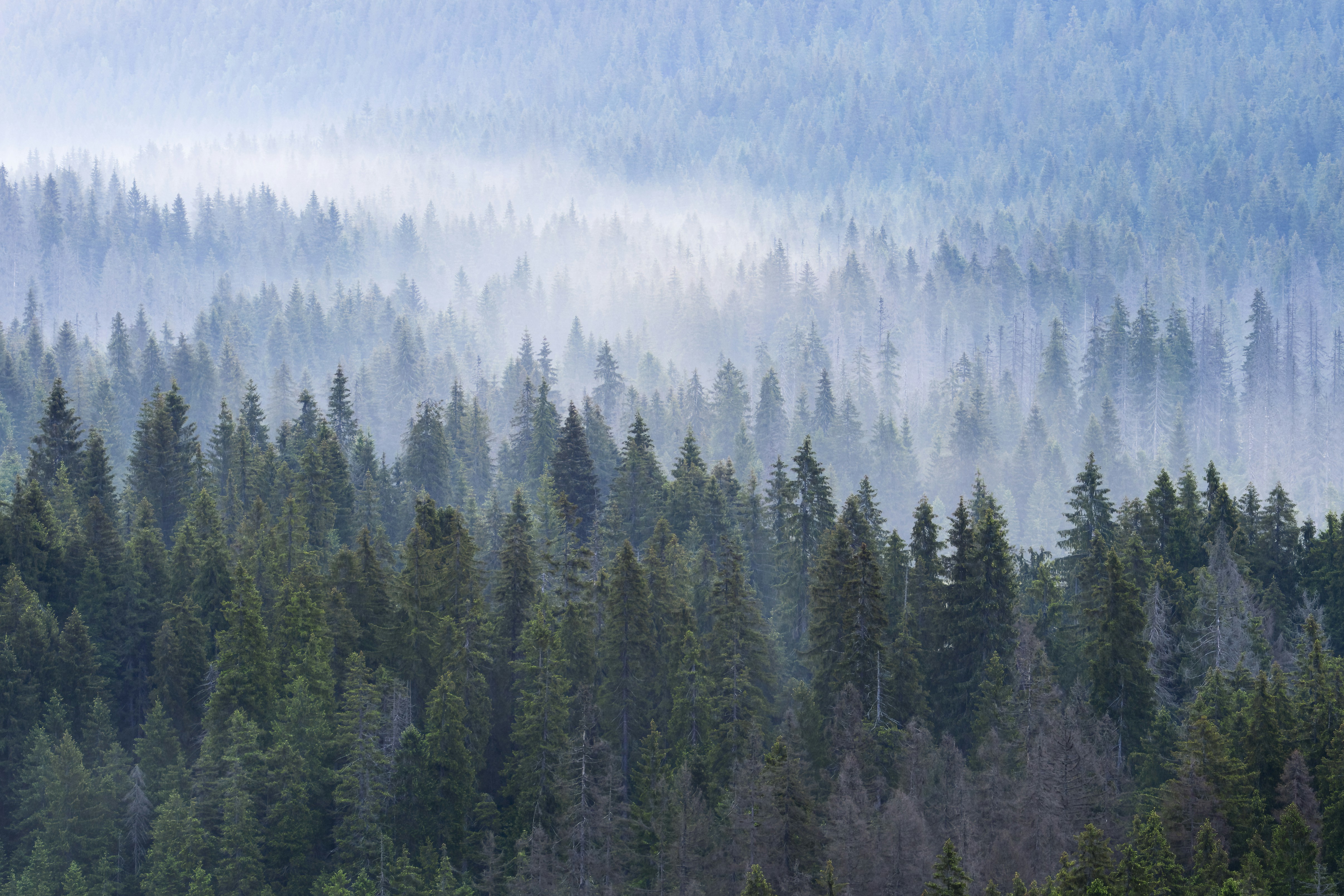 Coniferous forest with morning mist - Free Photo on Unsplash