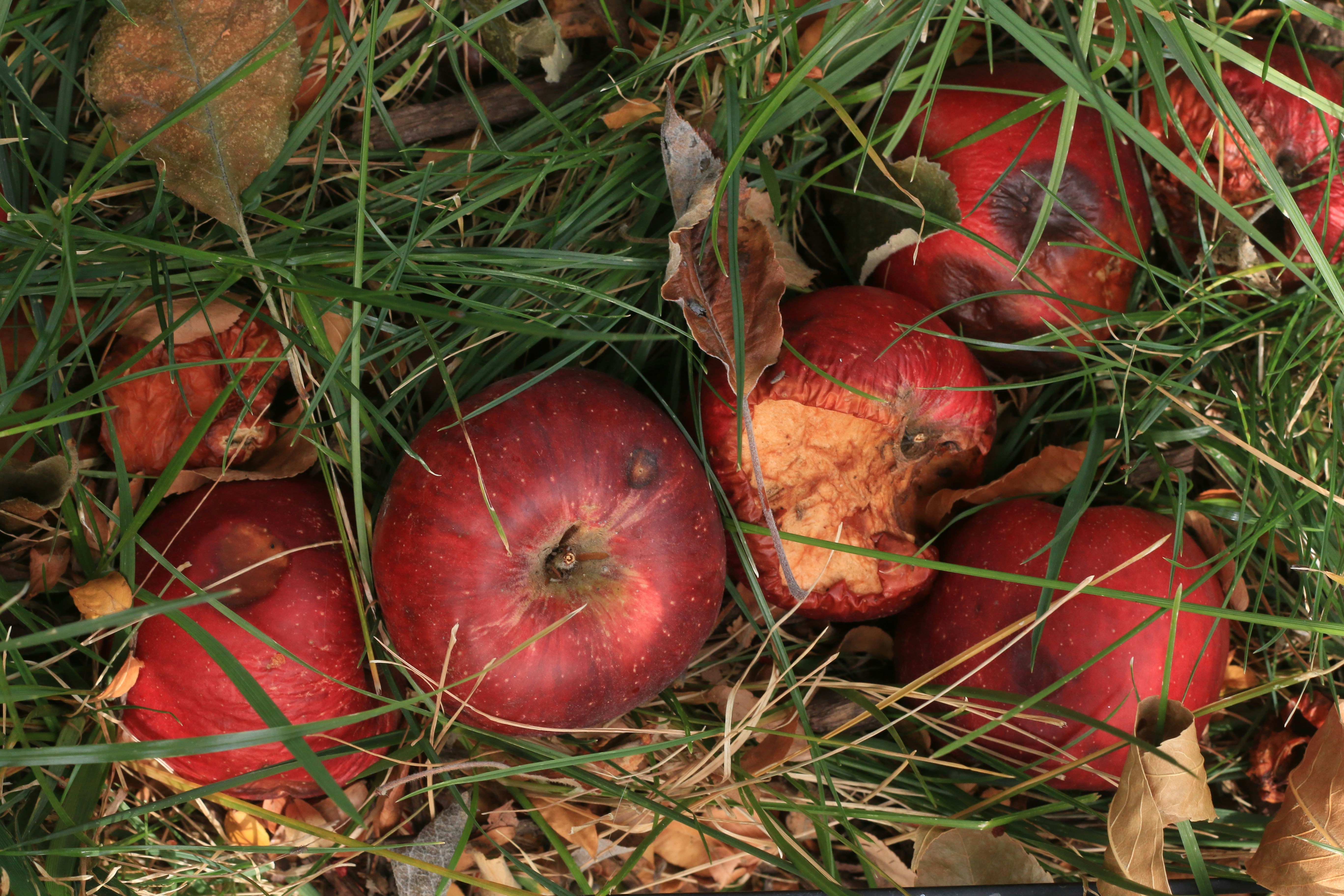 Red apples in various stages of decay scattered among green grass and fallen leaves