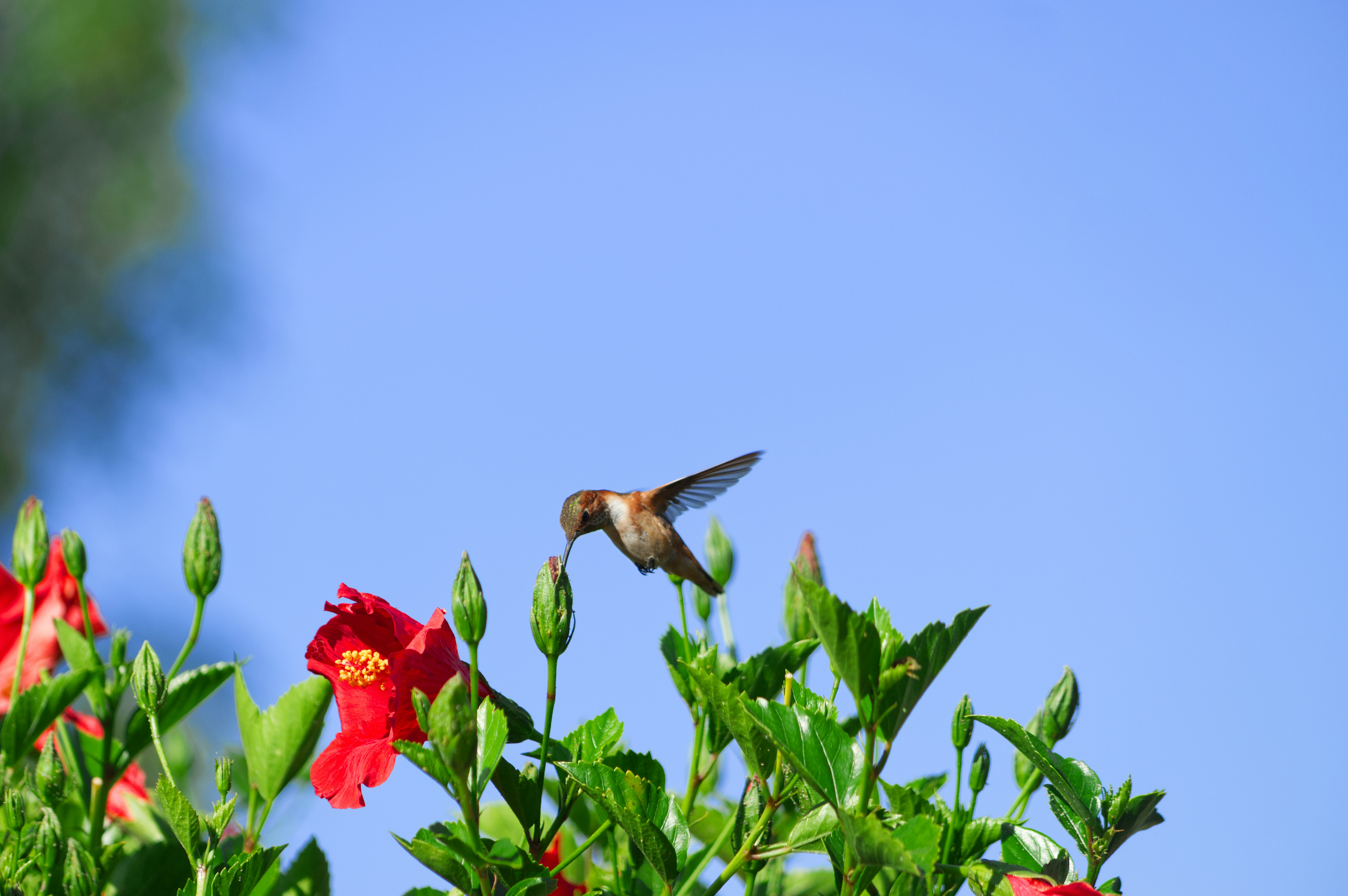 Hummingbird feeding on red hibiscus flower - Free Photo on Unsplash