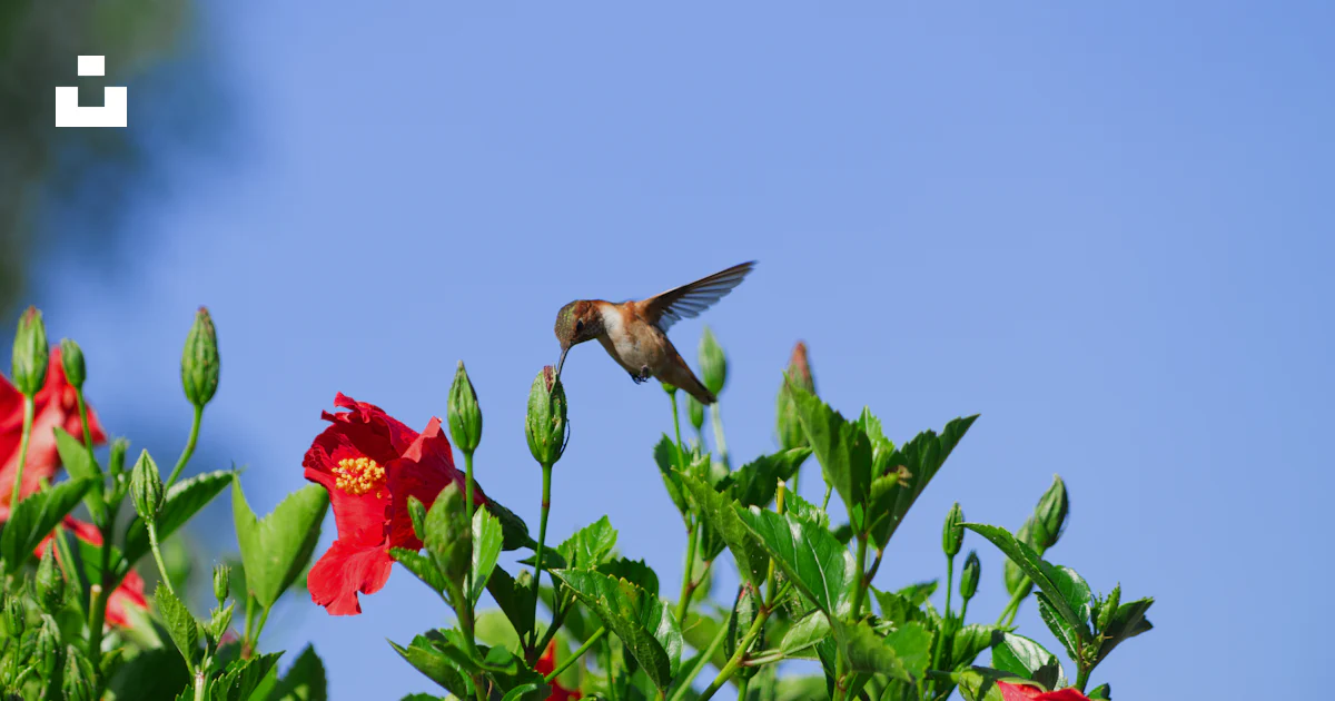Hummingbird Flying Graph Hummingbird feeding on red hibiscus flower - Free Photo on Unsplash