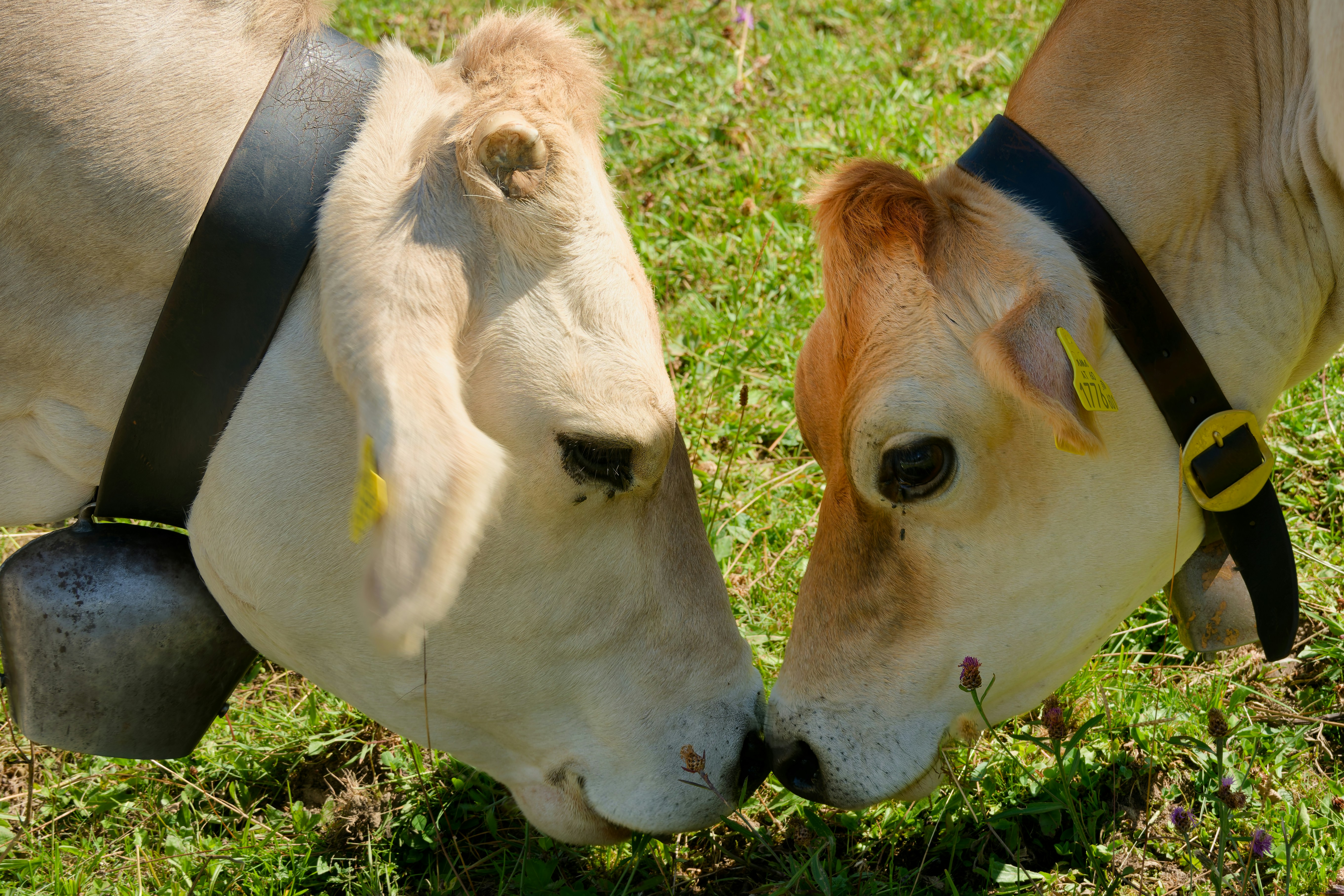 Two cows grazing in green pasture - Free Photo on Unsplash