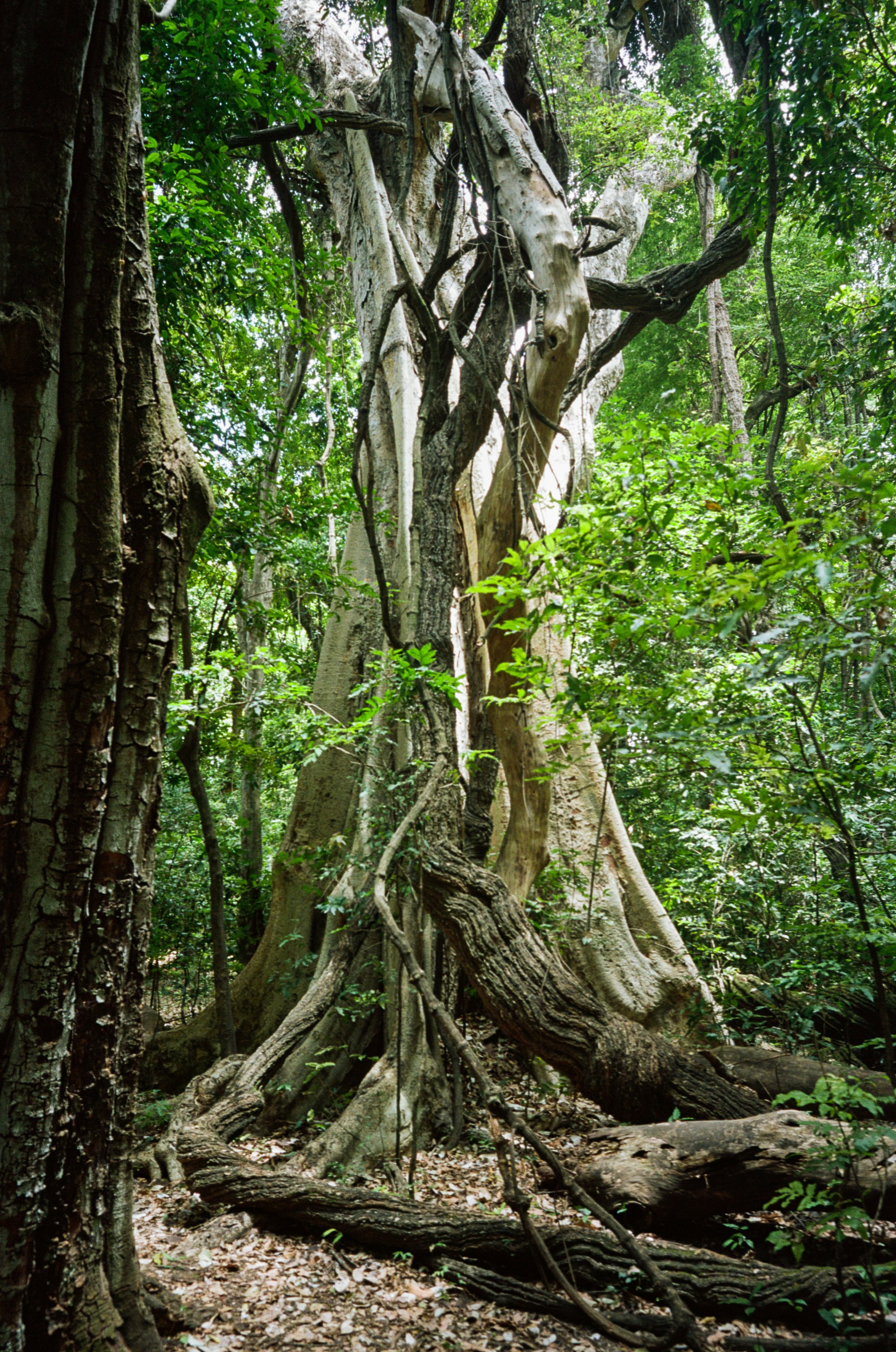 A huge buttressed fig tree in the forest at Arba Minch