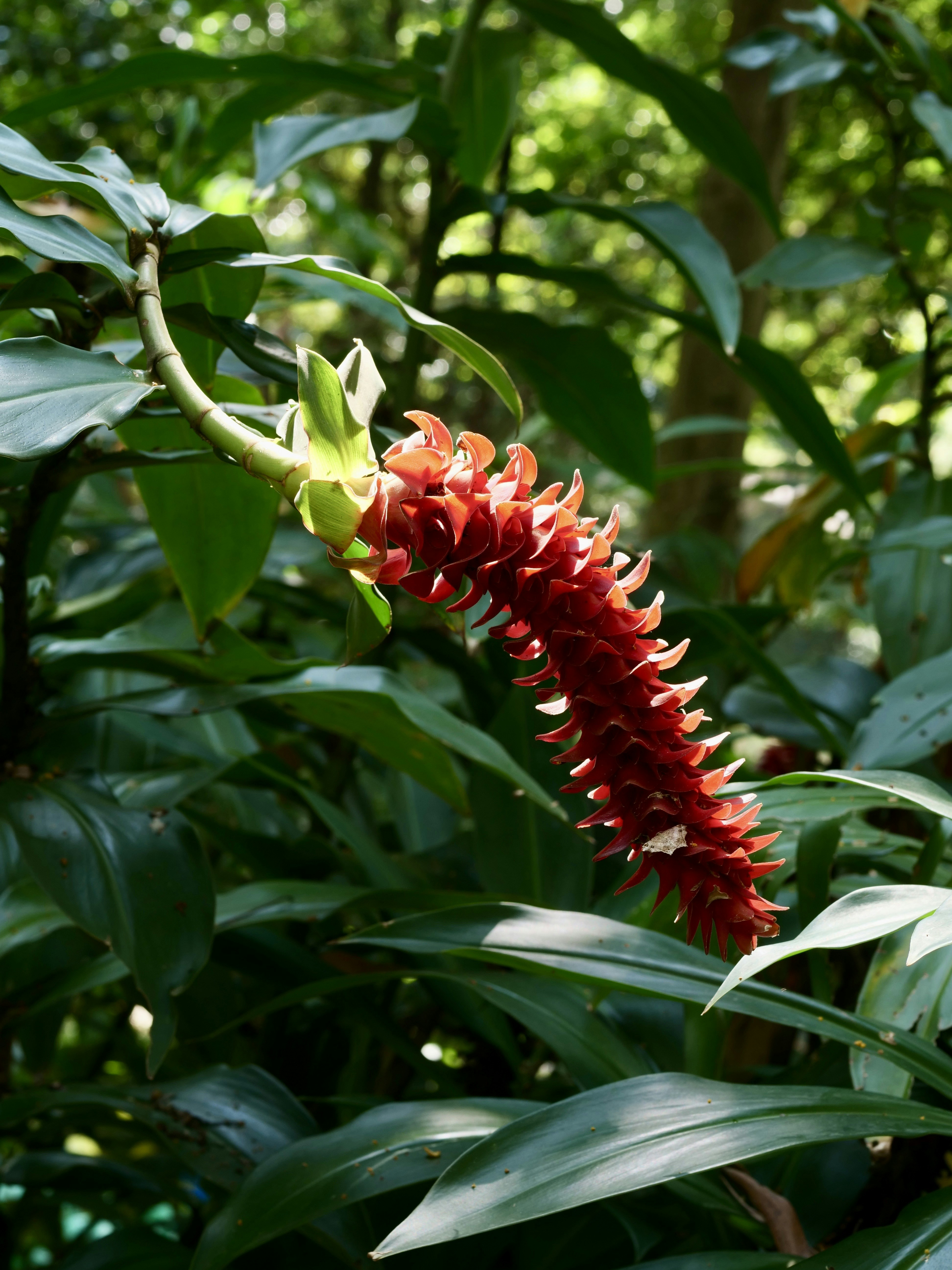 Red wild ginger flower on stem - Free Photo on Unsplash