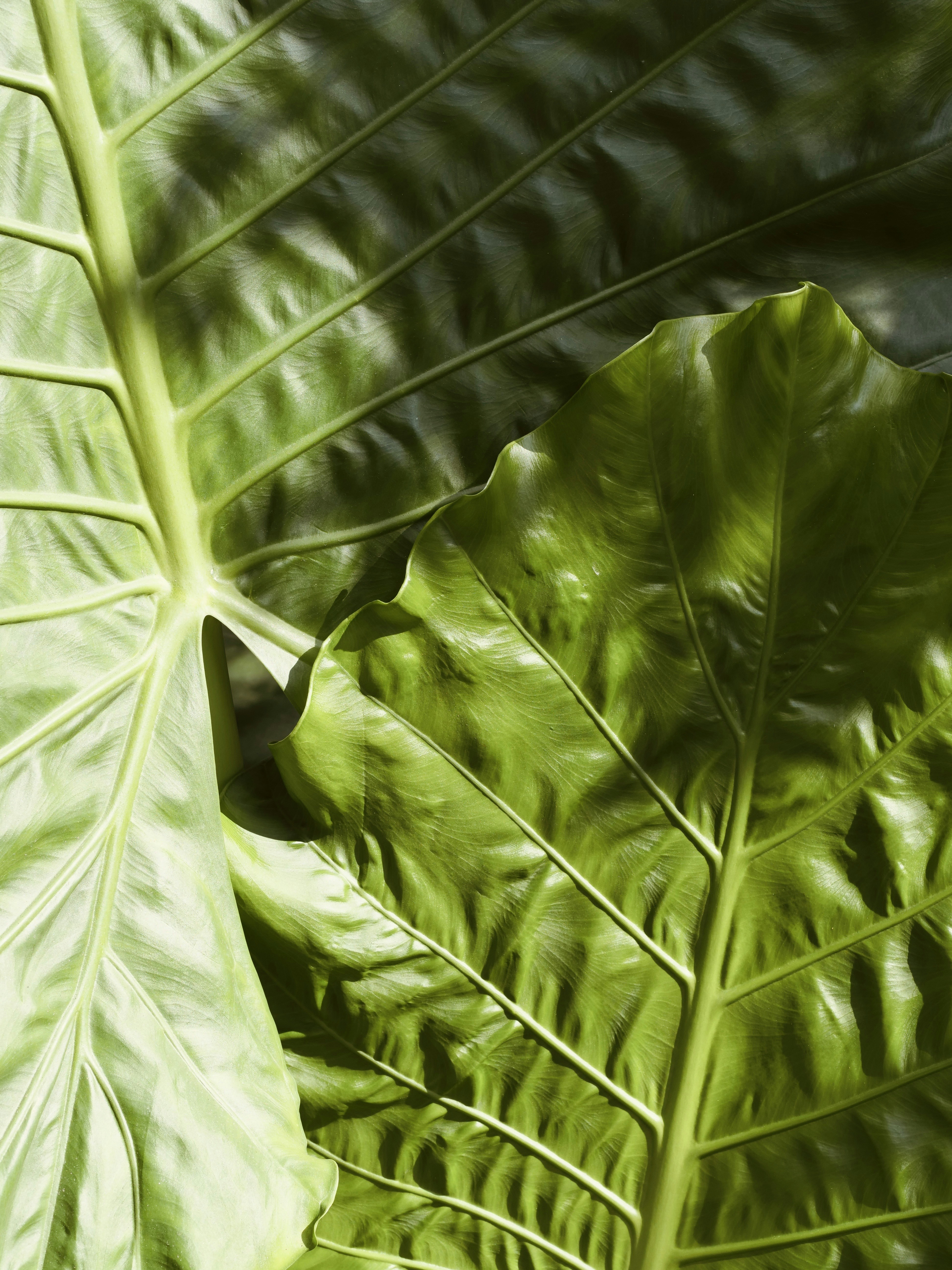 Green tropical leaves with prominent veins - Free Photo on Unsplash