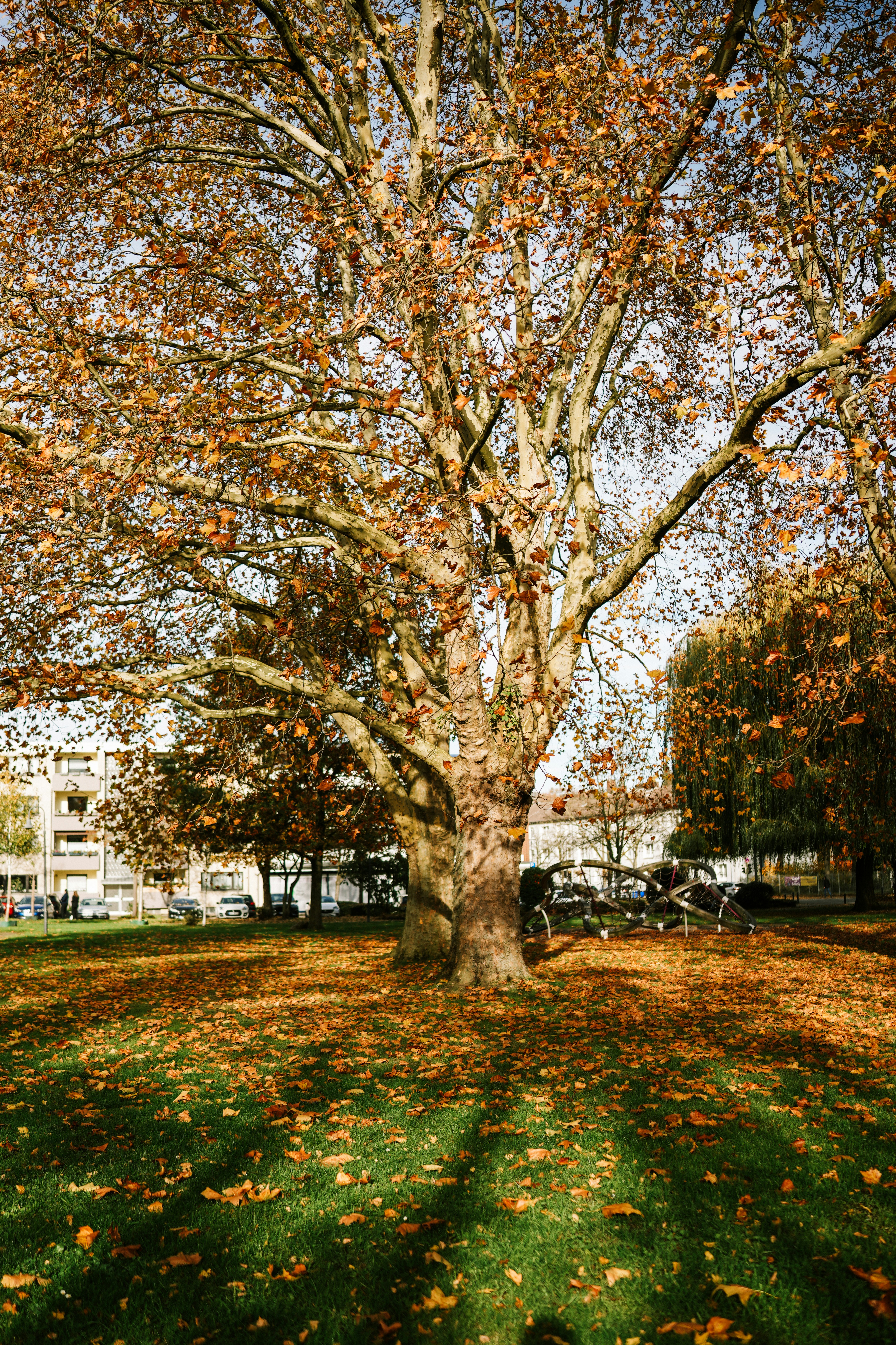 Sycamore tree with golden autumn leaves - Free Photo on Unsplash