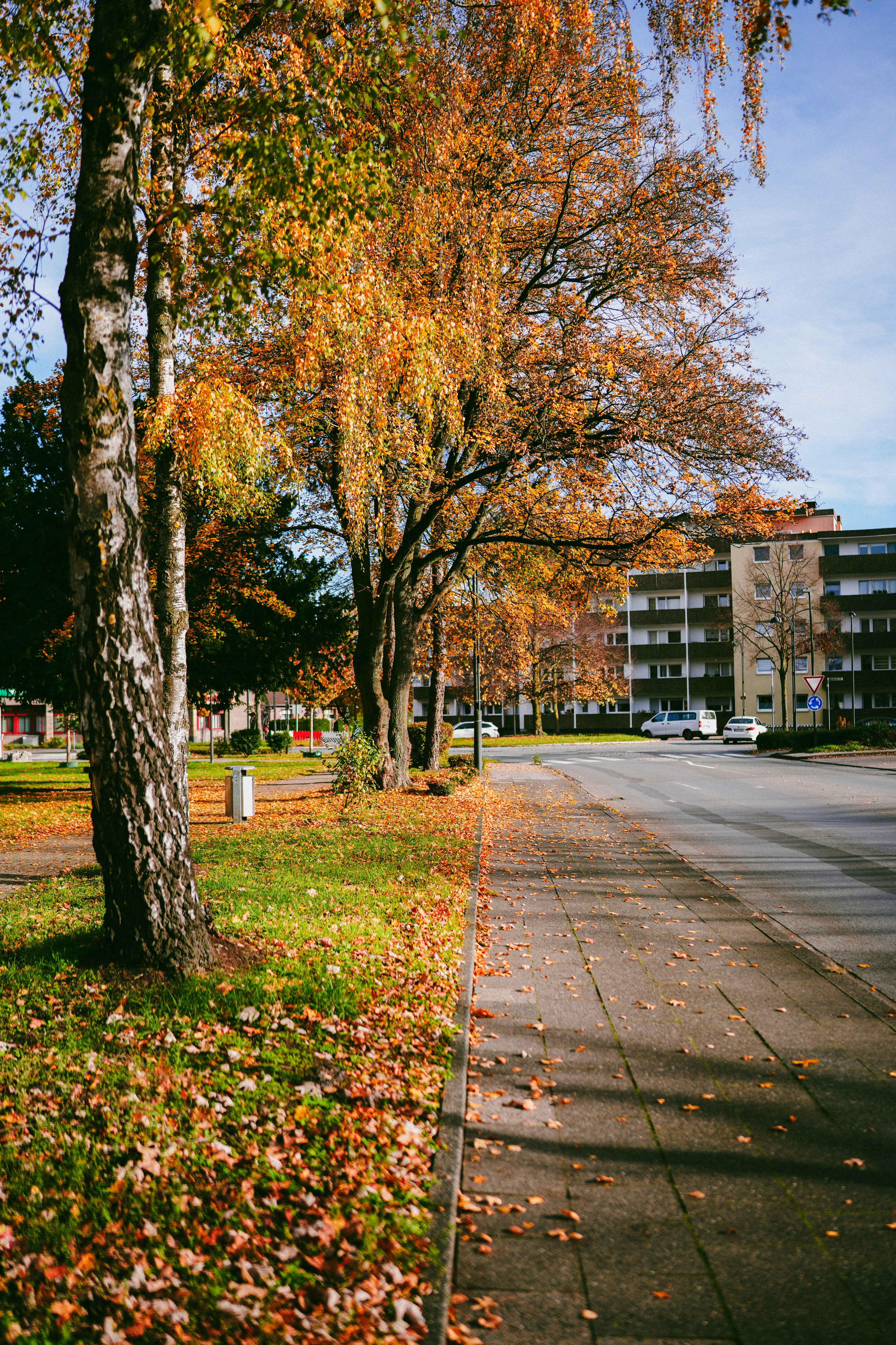 Autumn trees along residential sidewalk - Free Photo on Unsplash