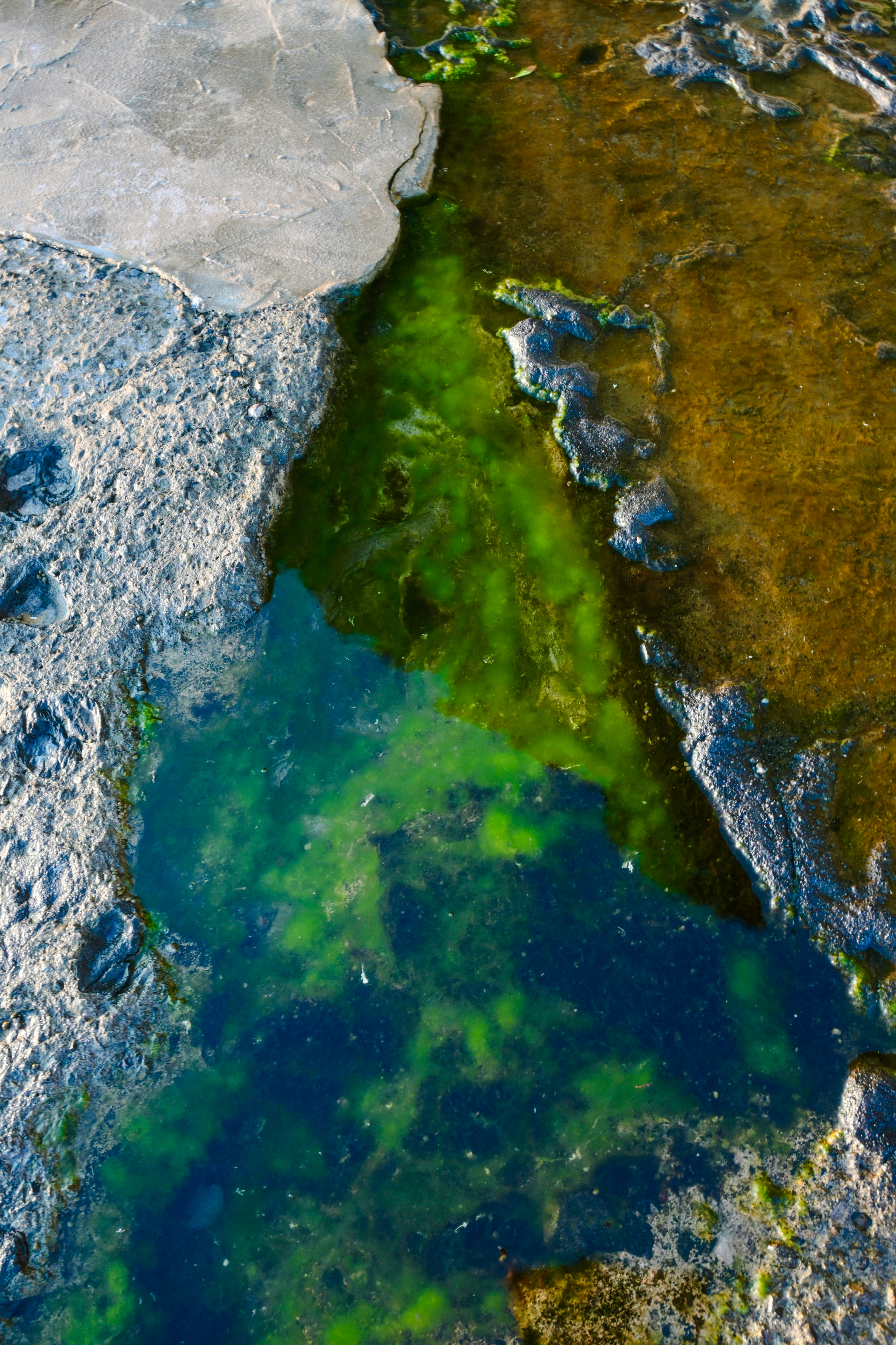 Green algae in rocky pool - Free Photo on Unsplash