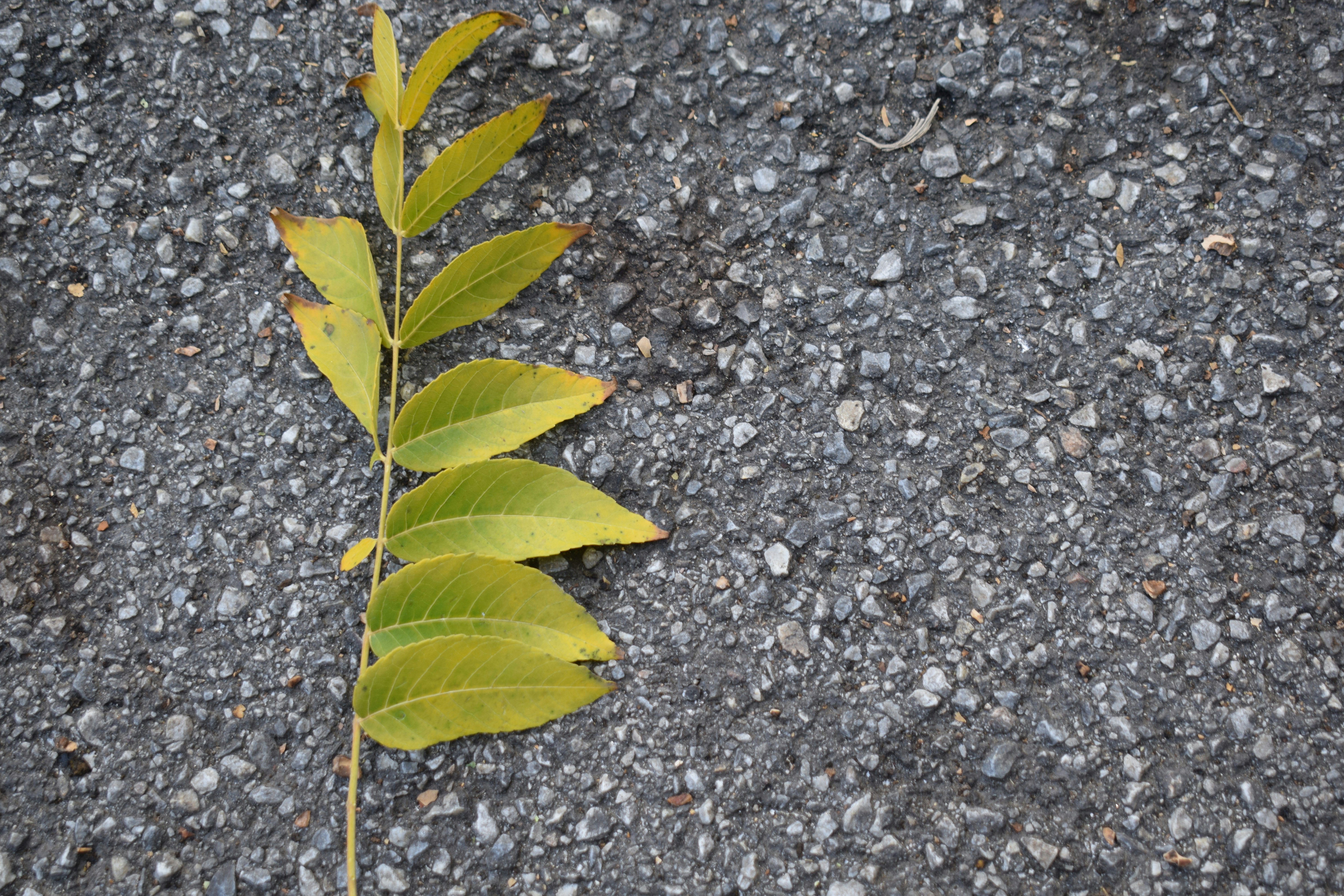 Yellow leaf on asphalt surface - Free Photo on Unsplash
