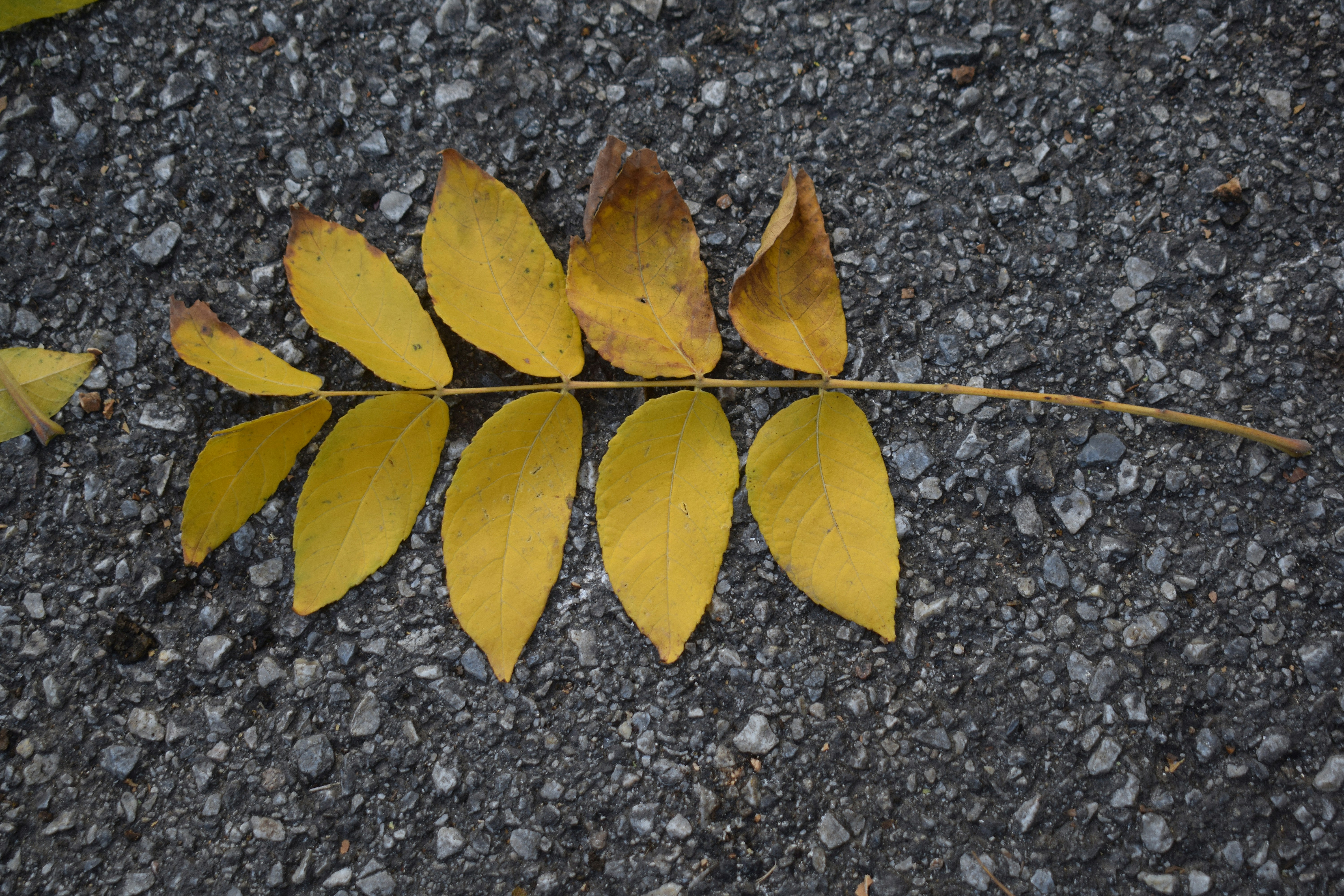 Yellow pinnate leaf on asphalt - Free Photo on Unsplash