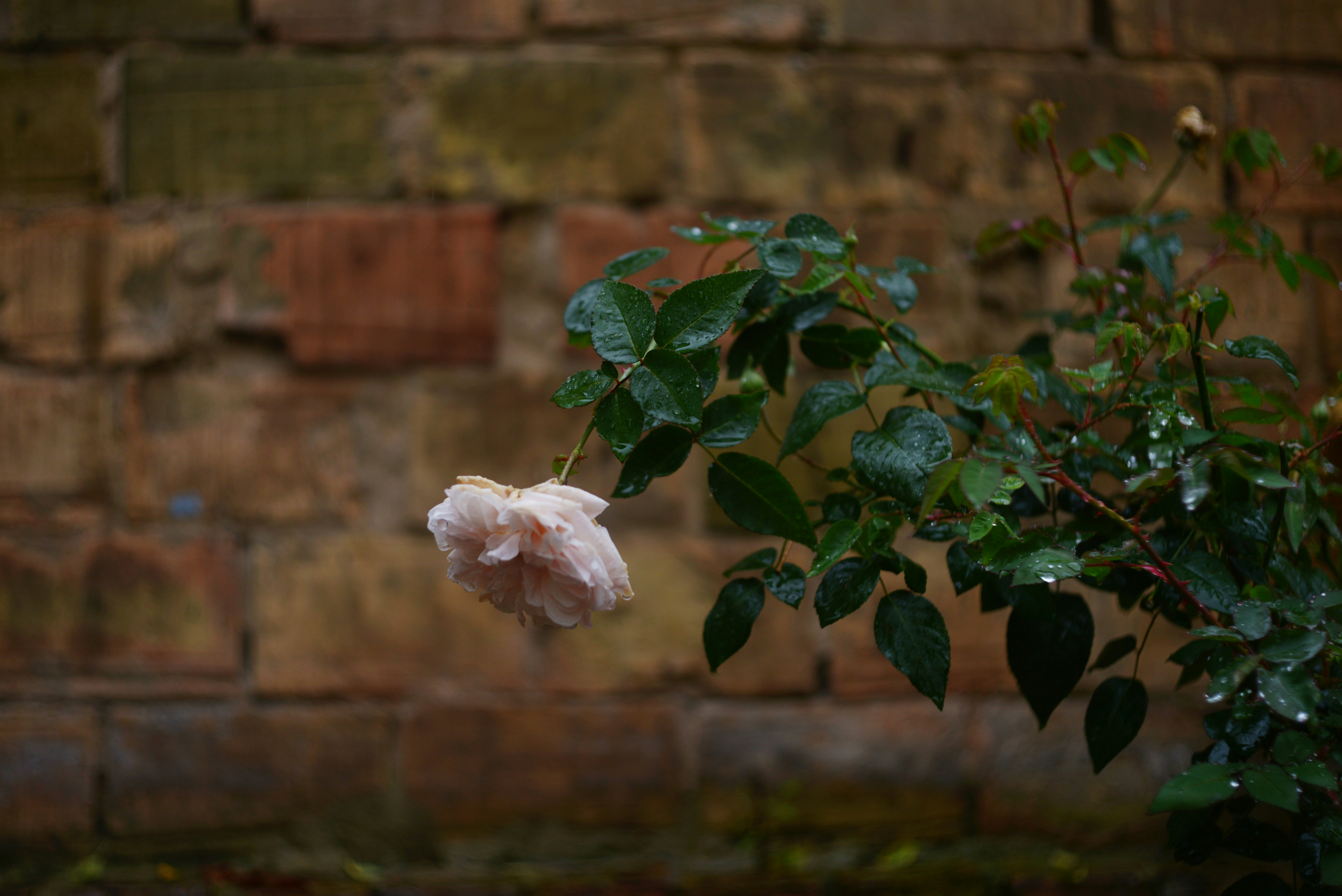 Pale pink rose against brick wall - Free Photo on Unsplash