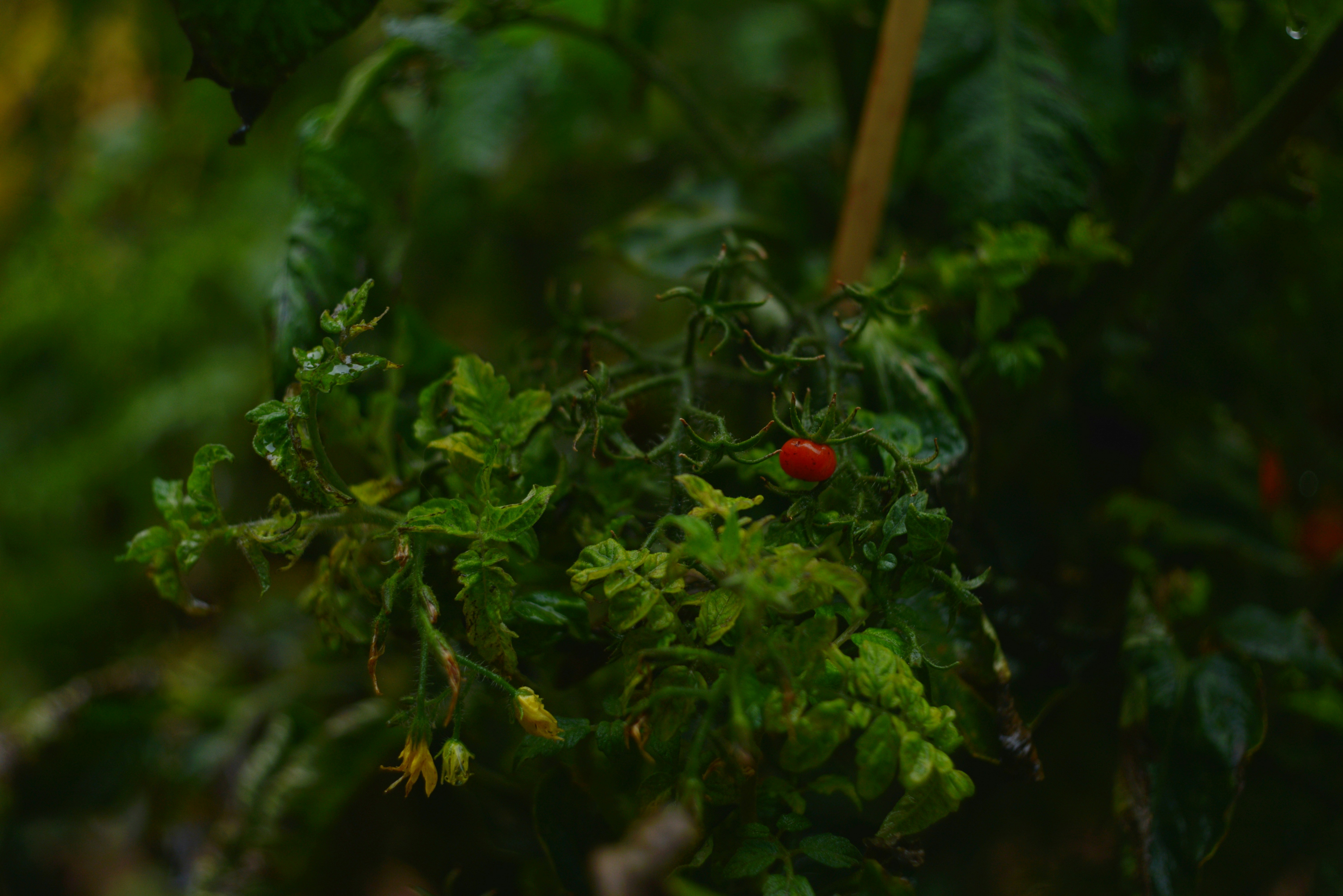 Red tomato on green vine - Free Photo on Unsplash