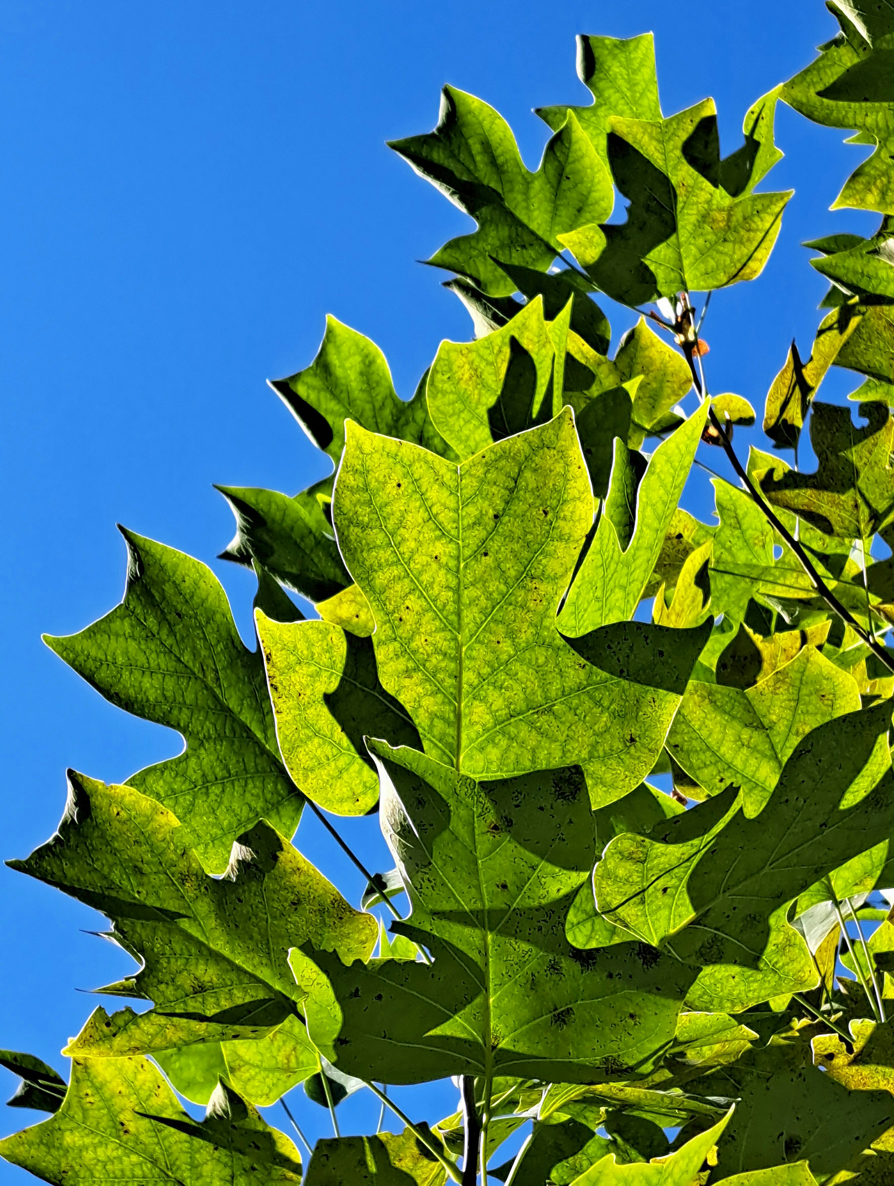 Green tulip tree leaves in sunlight - Free Photo on Unsplash