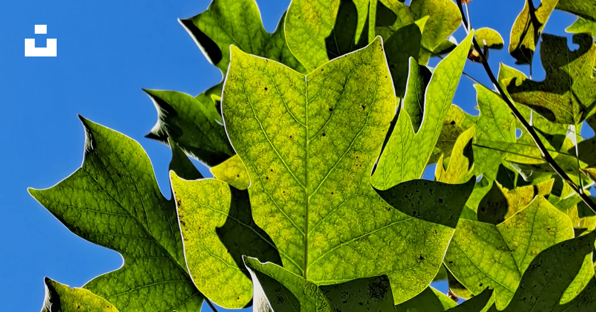 Tree Top Photography Green tulip tree leaves in sunlight - Free Photo on Unsplash