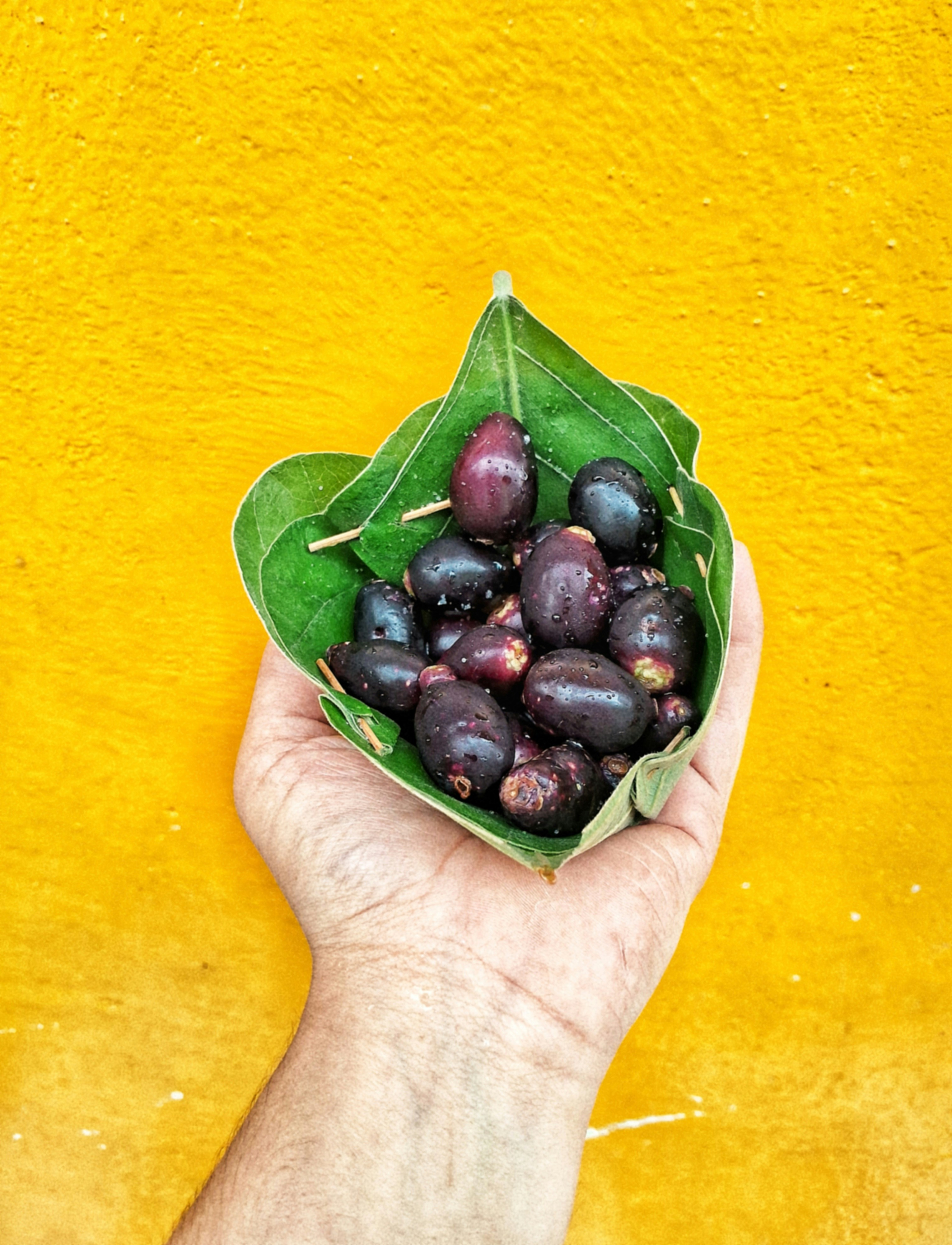 Hand holding jamun fruit in leaf - Free Photo on Unsplash