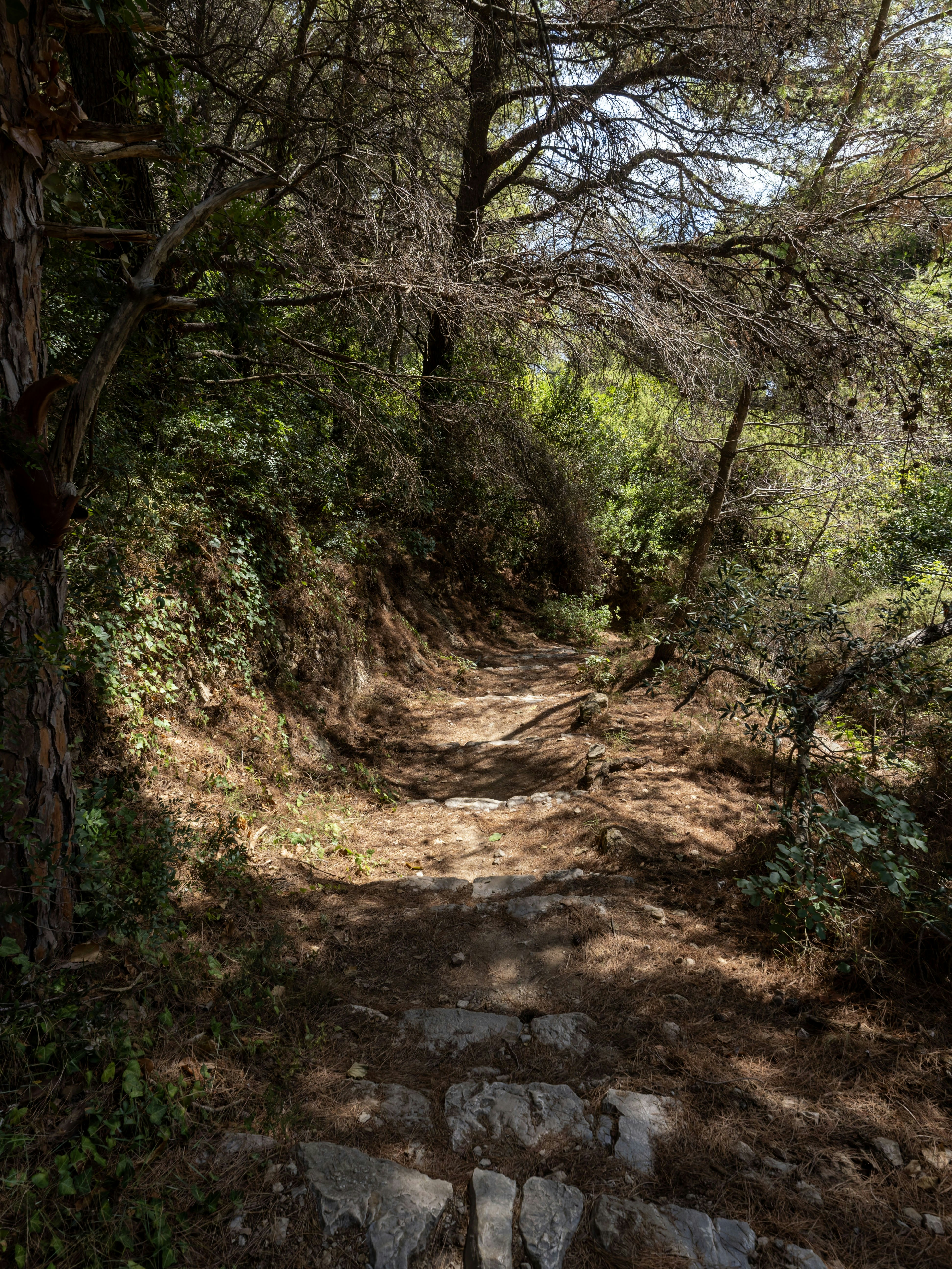 Stone path through sunlit forest - Free Photo on Unsplash