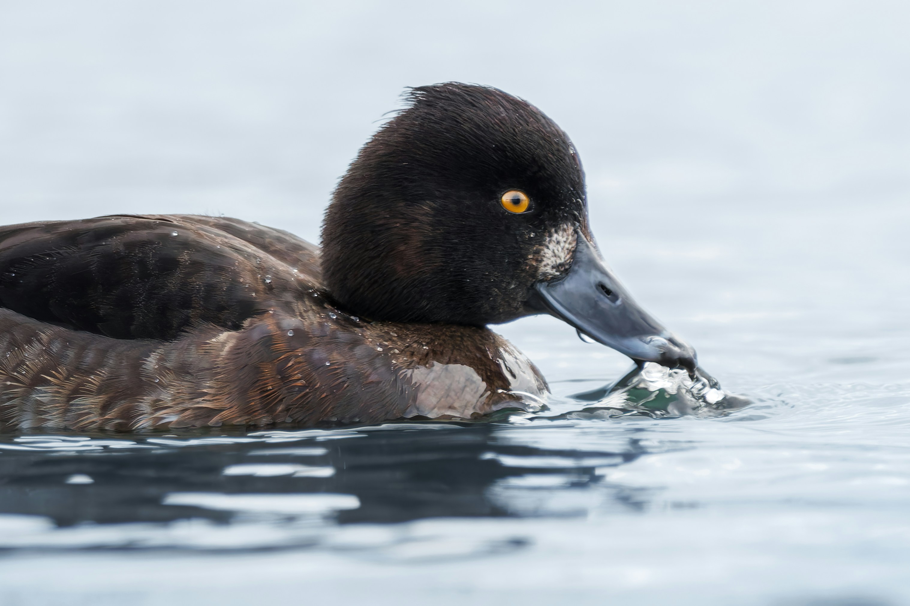 Dark brown duck in calm water - Free Photo on Unsplash