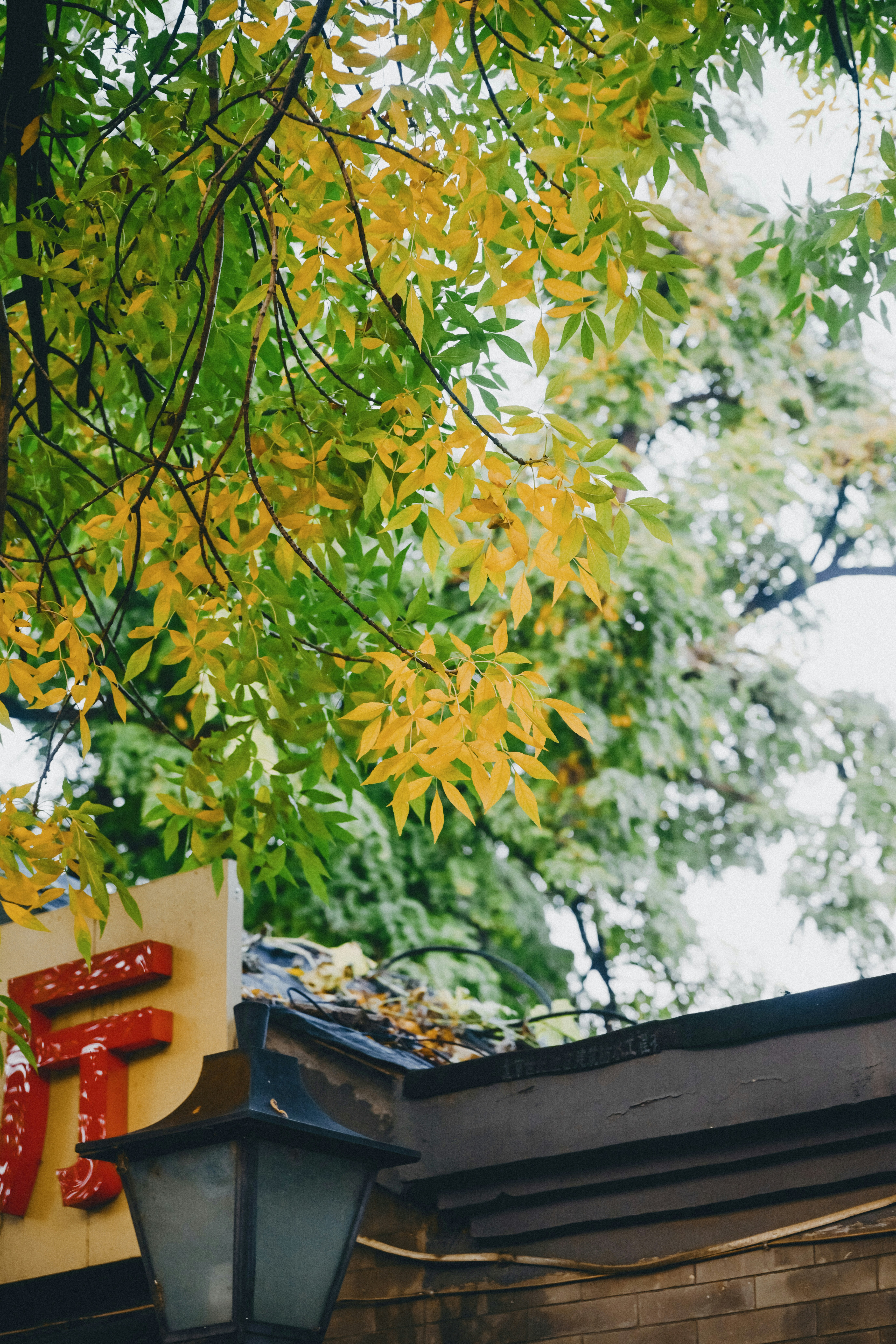 Yellow and green leaves over lantern - Free Photo on Unsplash