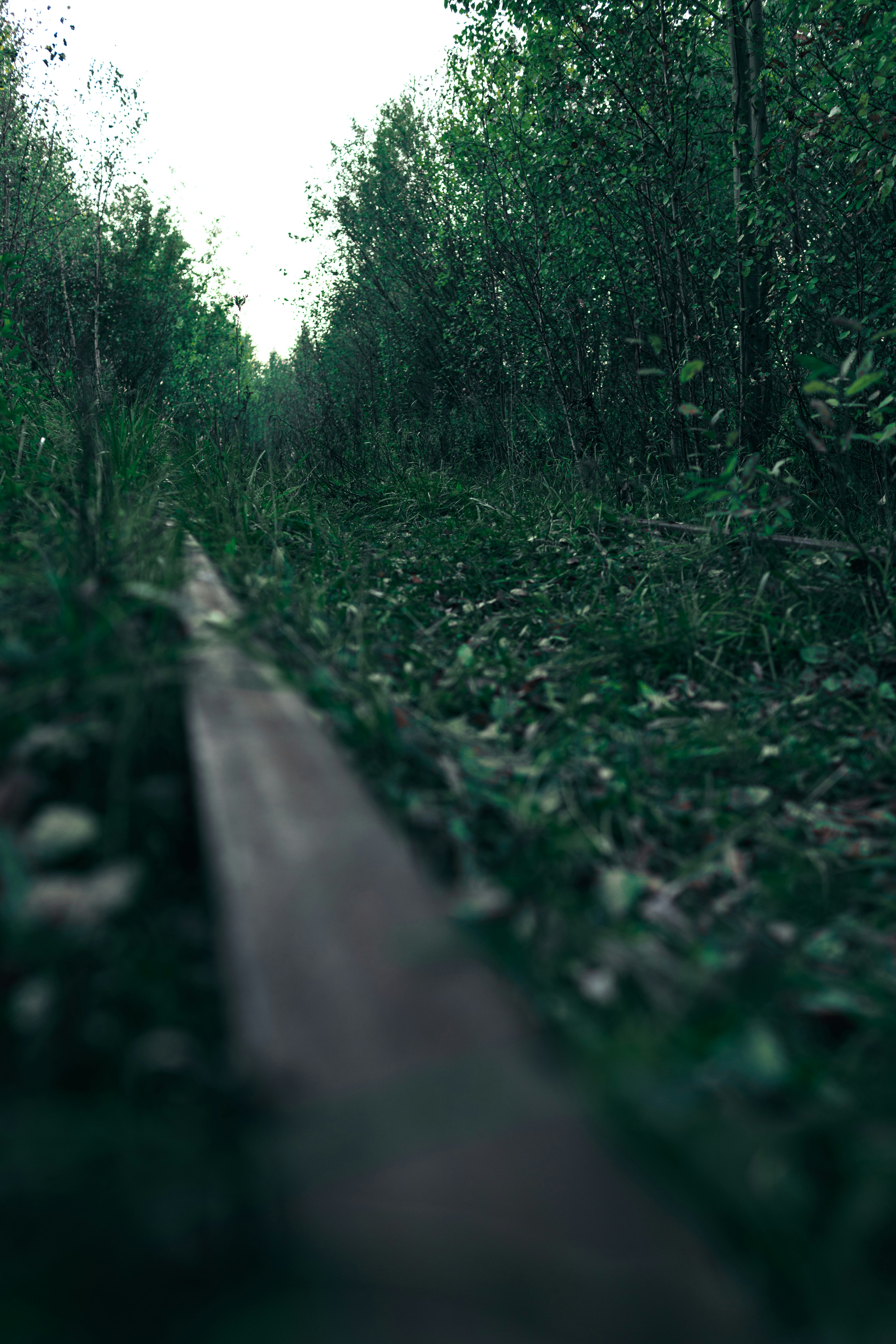 Overgrown railway track in forest - Free Photo on Unsplash