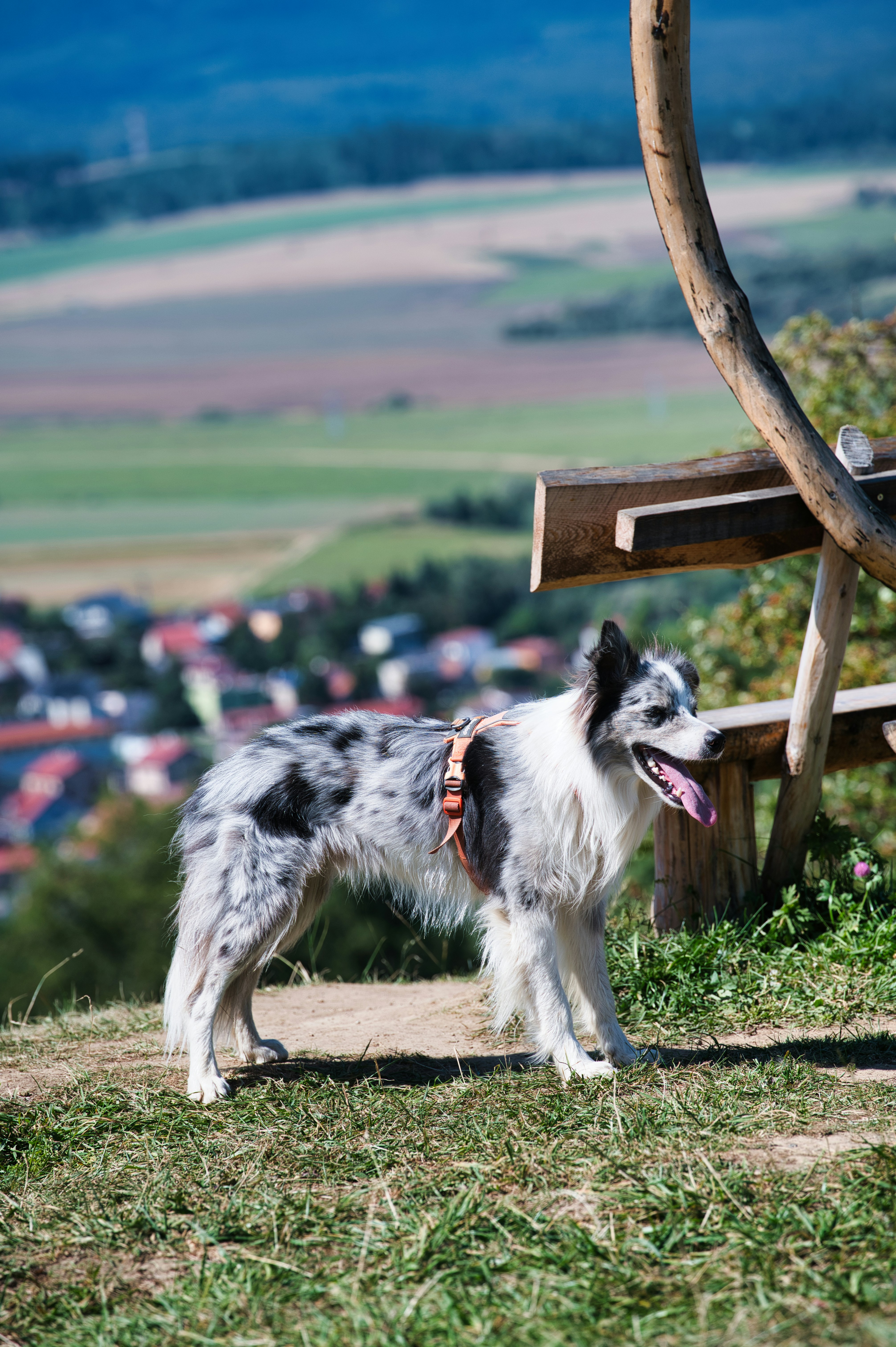 Border collie on grassy hill - Free Photo on Unsplash