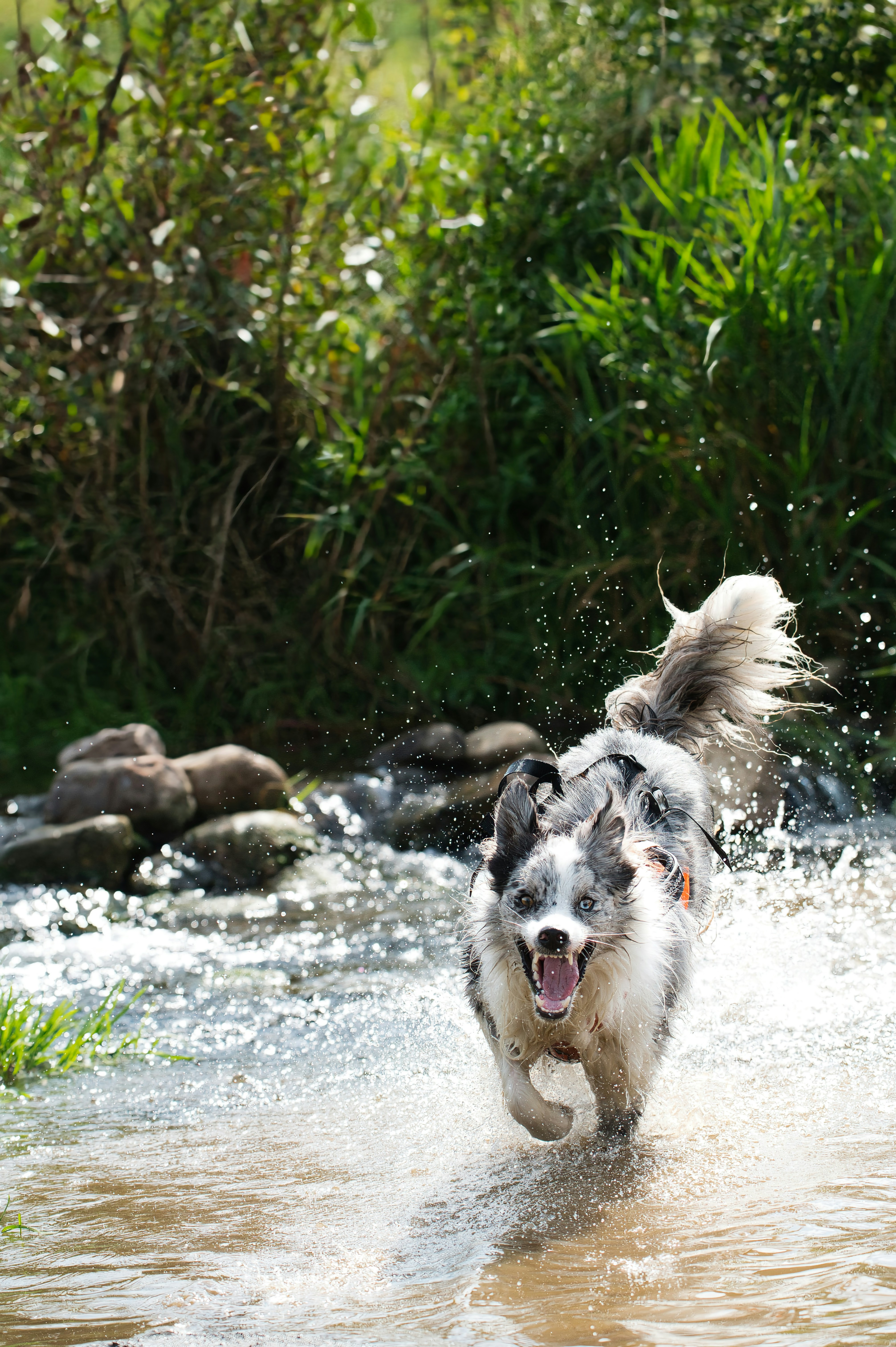 Border collie running through shallow water - Free Photo on Unsplash