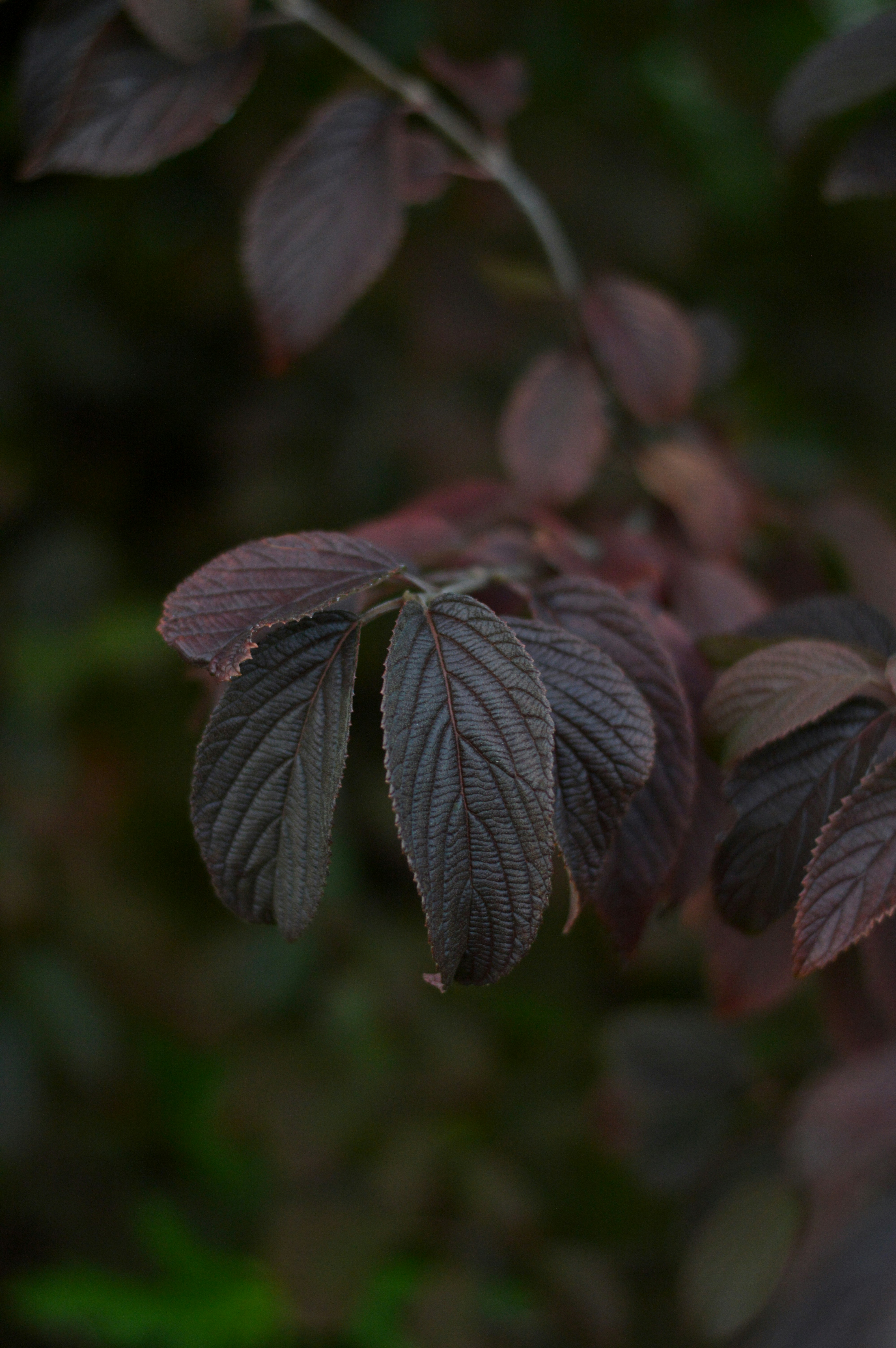 Dark purple textured leaves on branch - Free Photo on Unsplash
