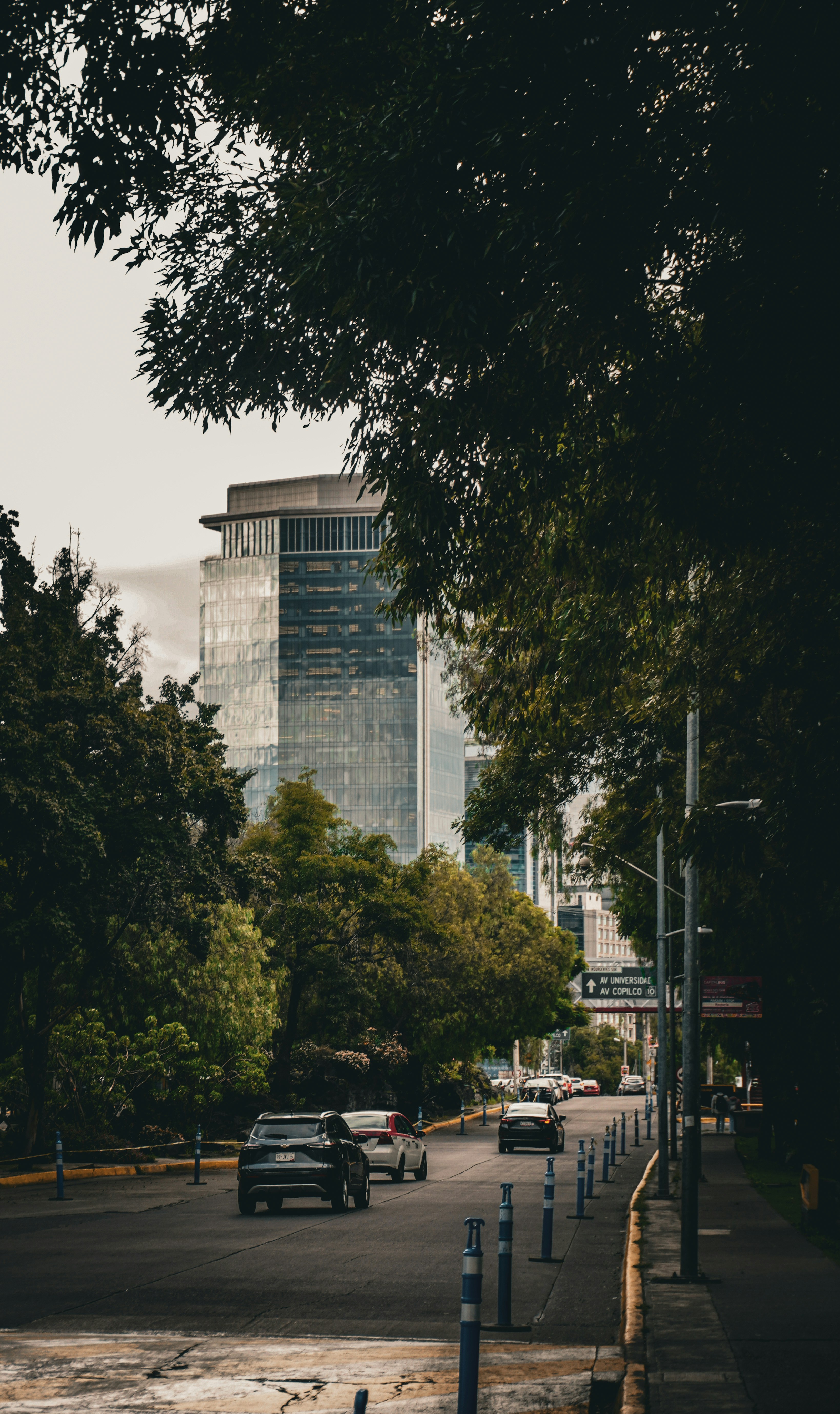 Modern skyscraper above tree-lined street - Free Photo on Unsplash