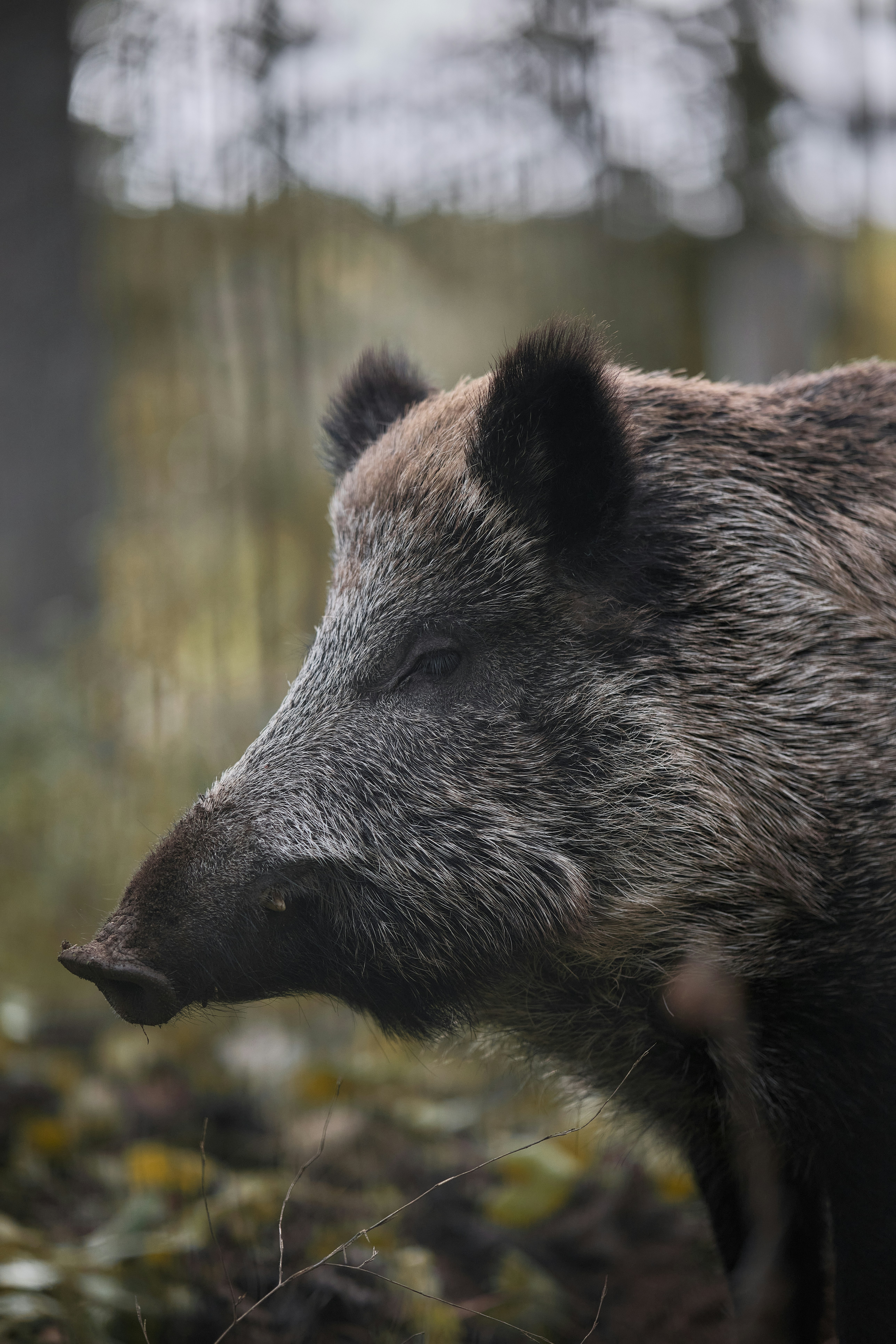 A wild boar with coarse brown fur in a forest with soft natural light - 相关推荐