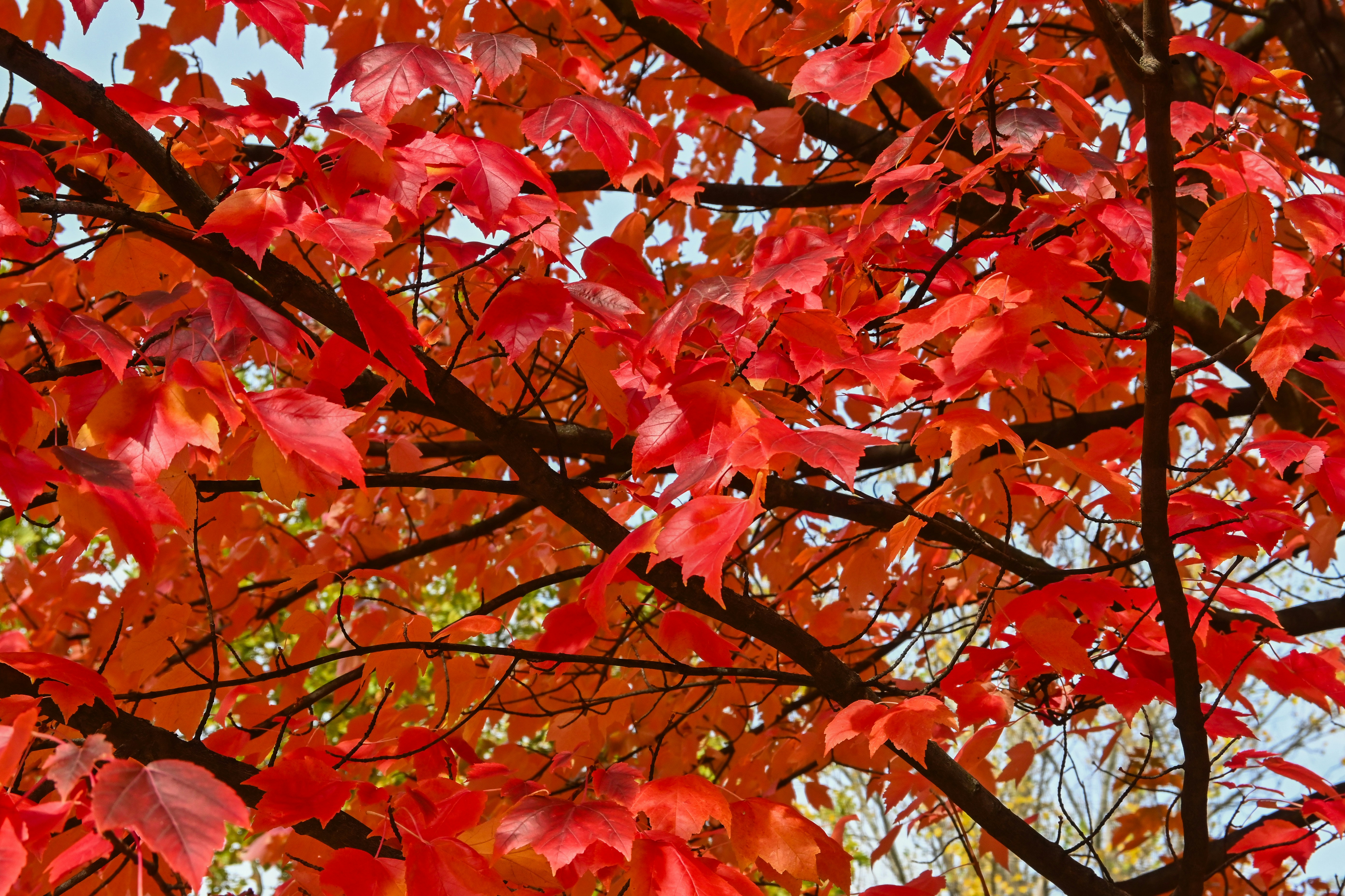 Red maple leaves on autumn branches - Free Photo on Unsplash