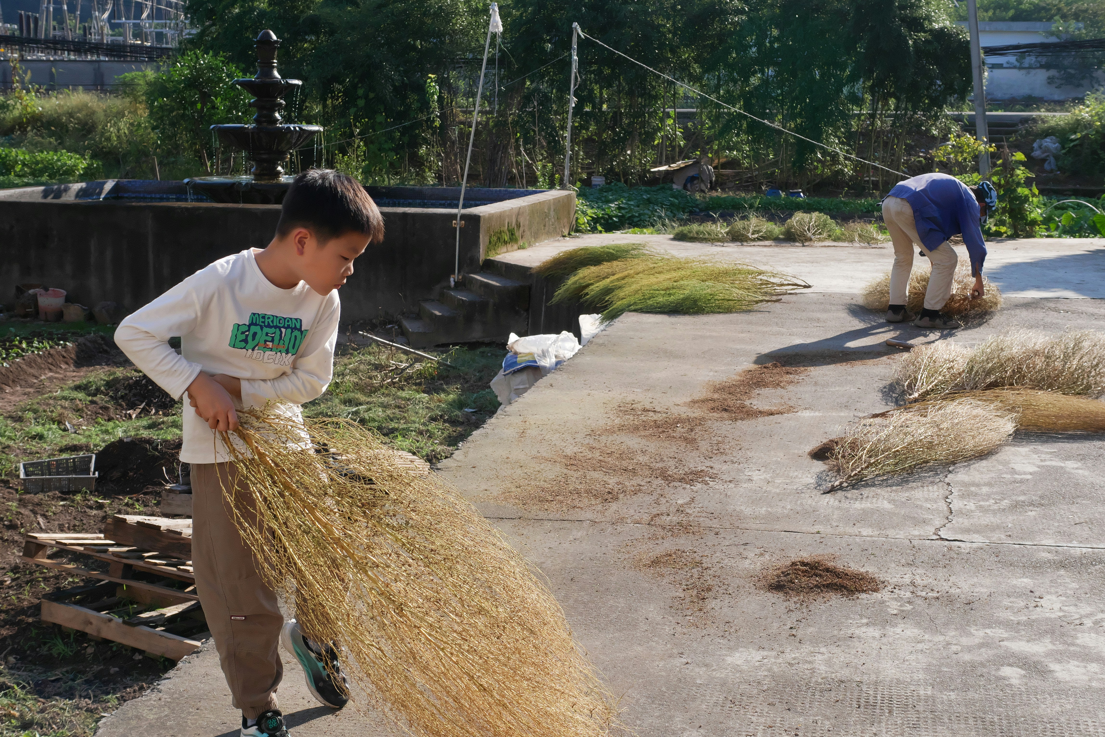 A child and an adult gathering dried plants on a concrete patio in sunlight