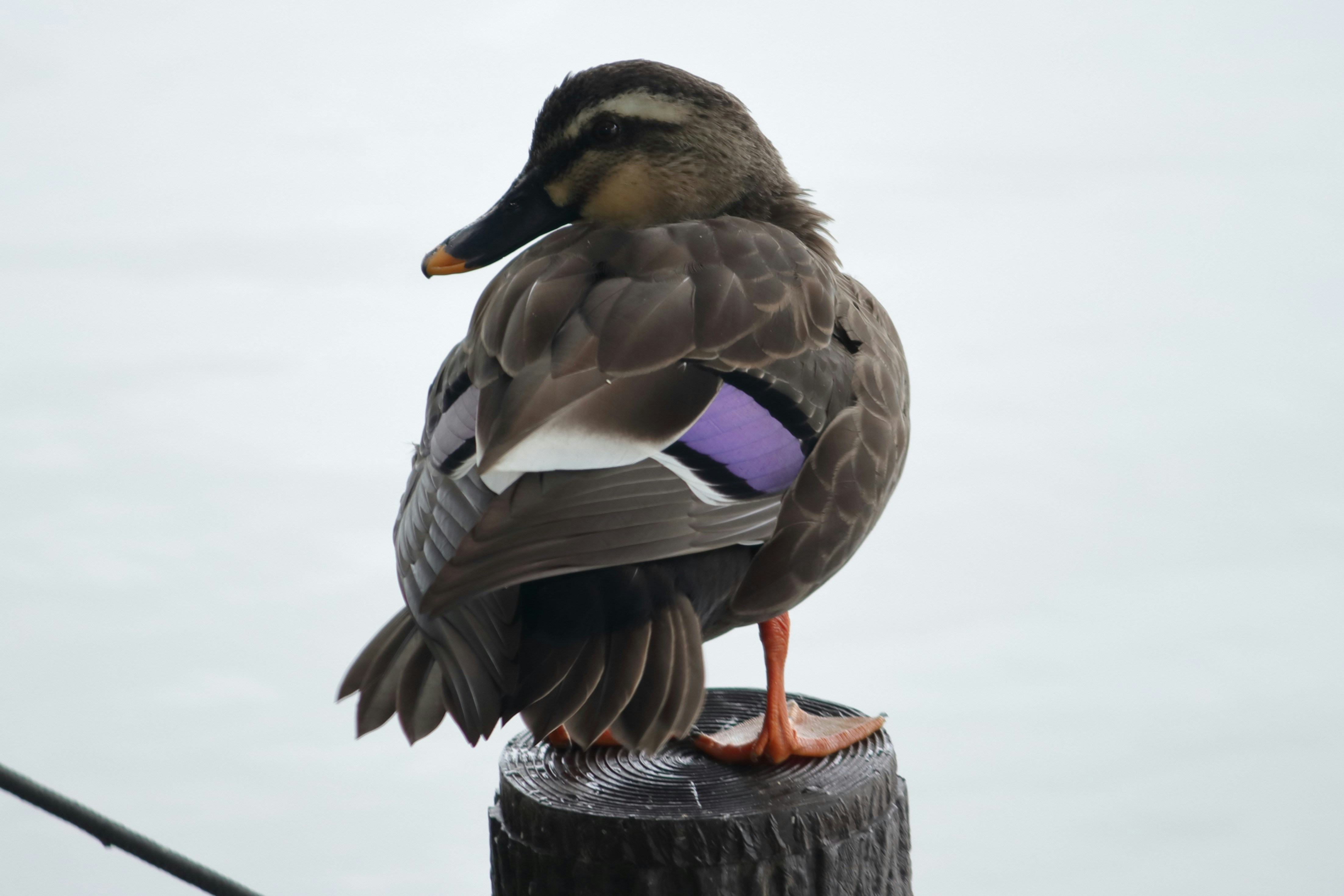 Pacific black duck on wooden post - Free Photo on Unsplash