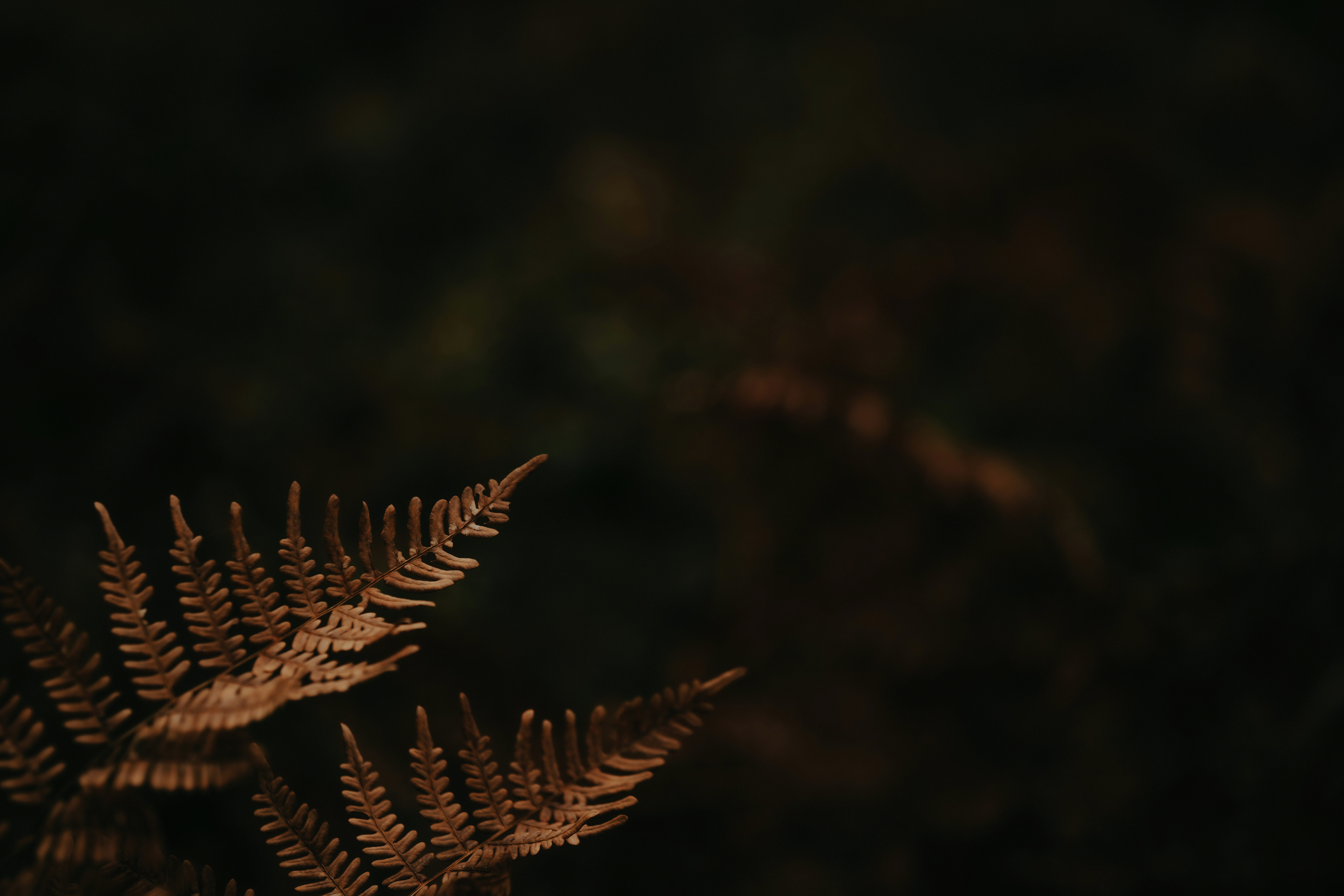 Dried brown fern fronds - Free Photo on Unsplash