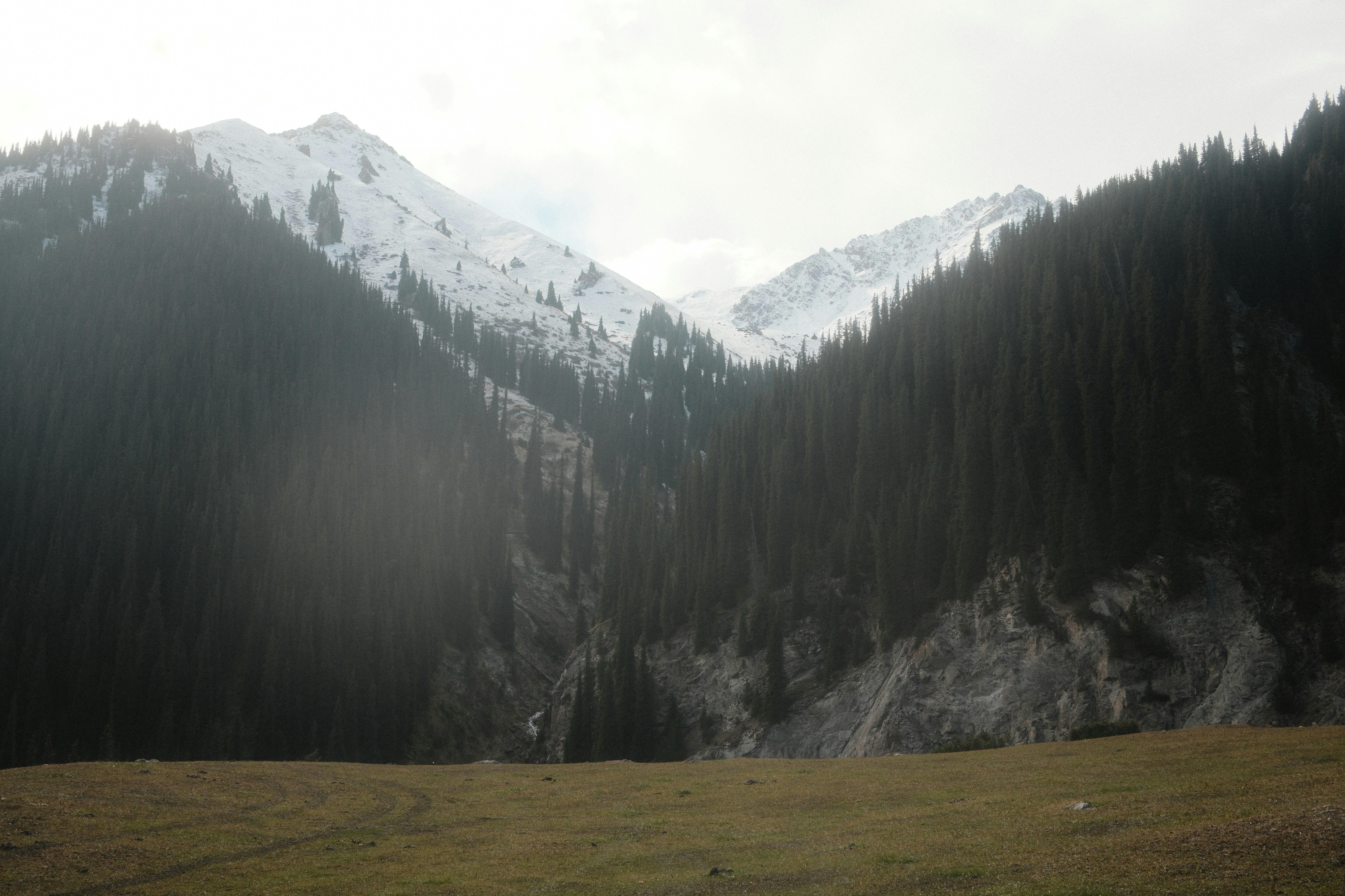 Snow-capped mountains above pine forest - Free Photo on Unsplash