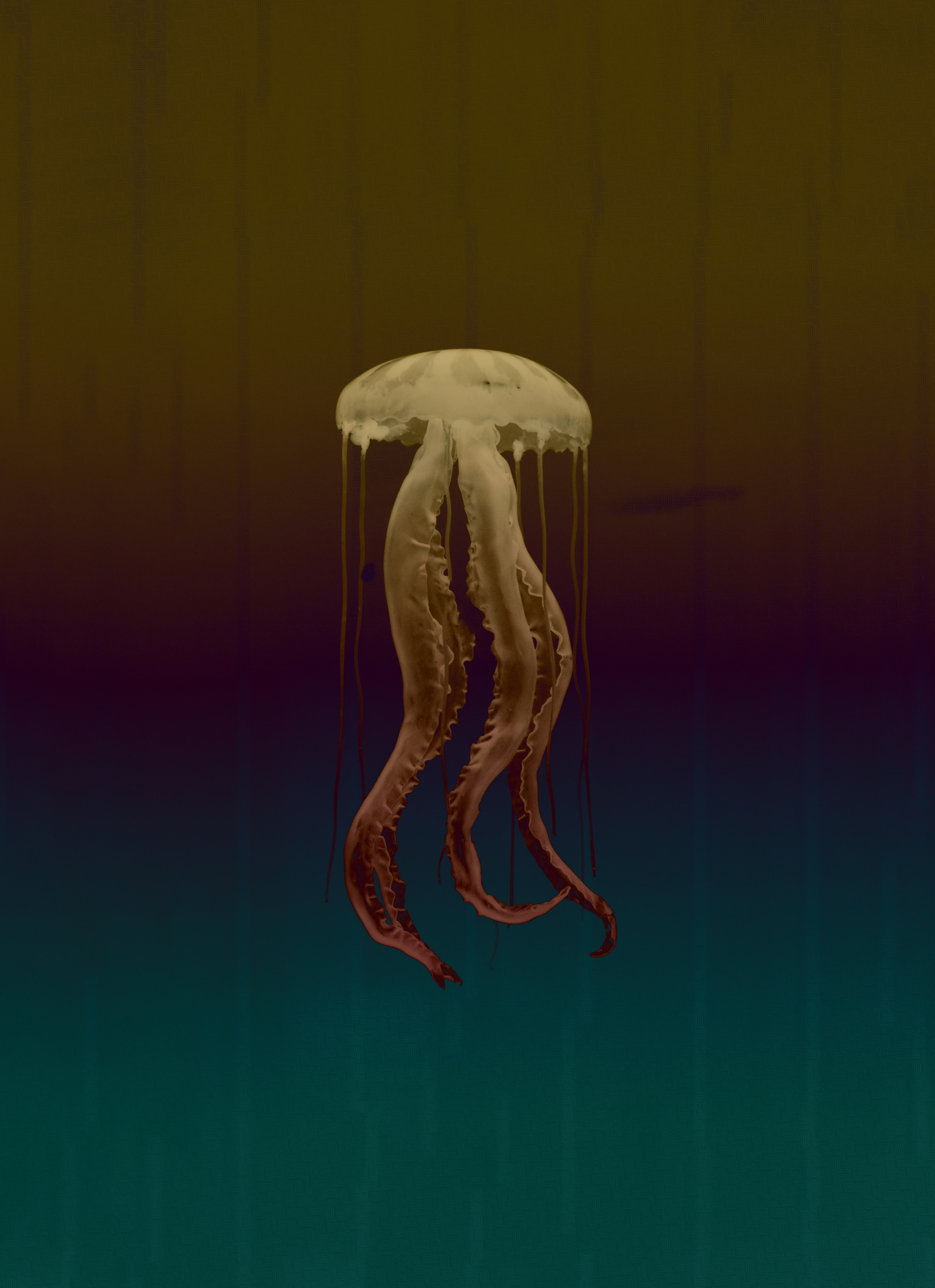 A jellyfish suspended in the dark, its tentacles trailing through a gradient from amber to deep teal. - 相关推荐